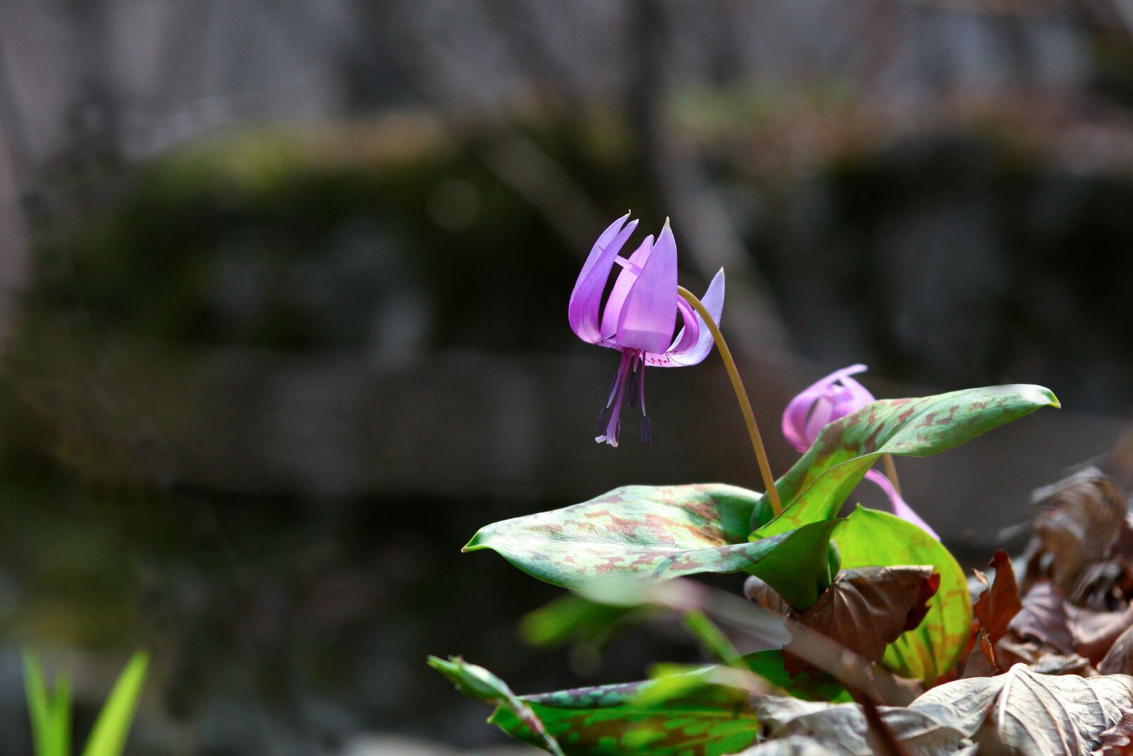 Canon EOS 5D Mark II sample photo. Nature, leaf, plants photography