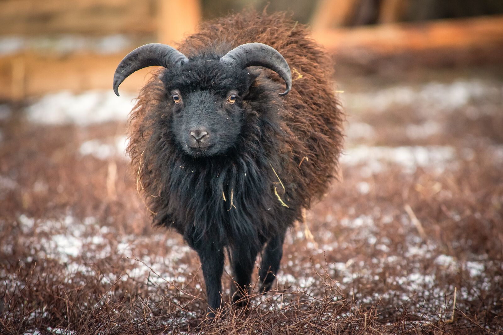 Nikon D7200 sample photo. Sheep, dwarf sheep, wool photography
