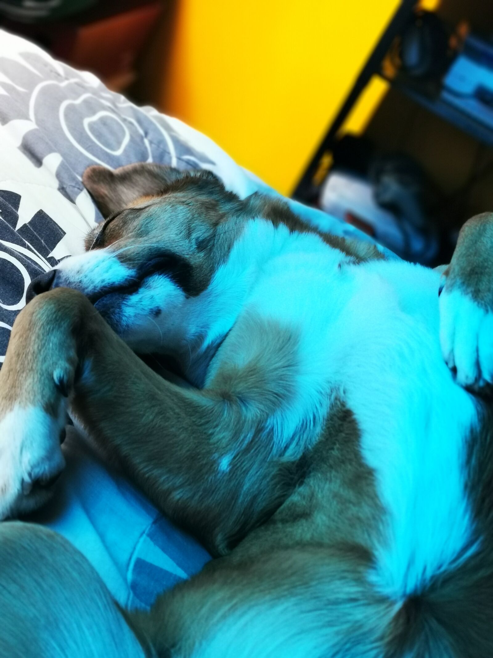 HUAWEI P30 Pro sample photo. Dormir, perro, dog photography
