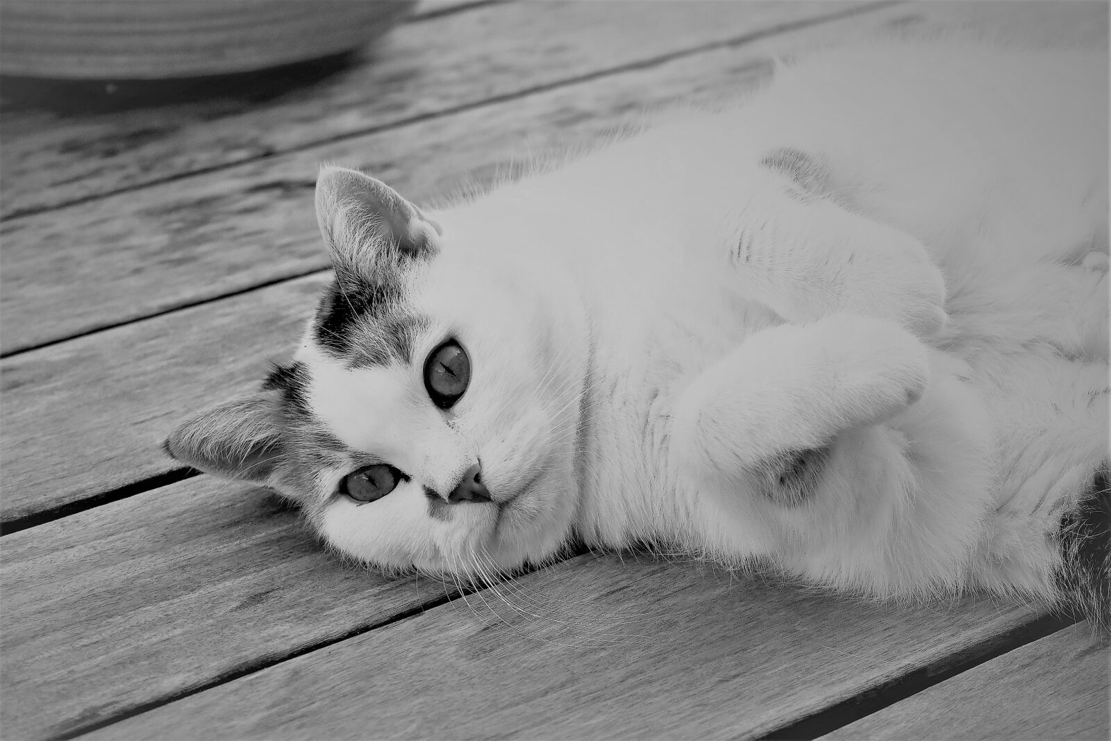Nikon D5500 sample photo. Cat, white, animal photography