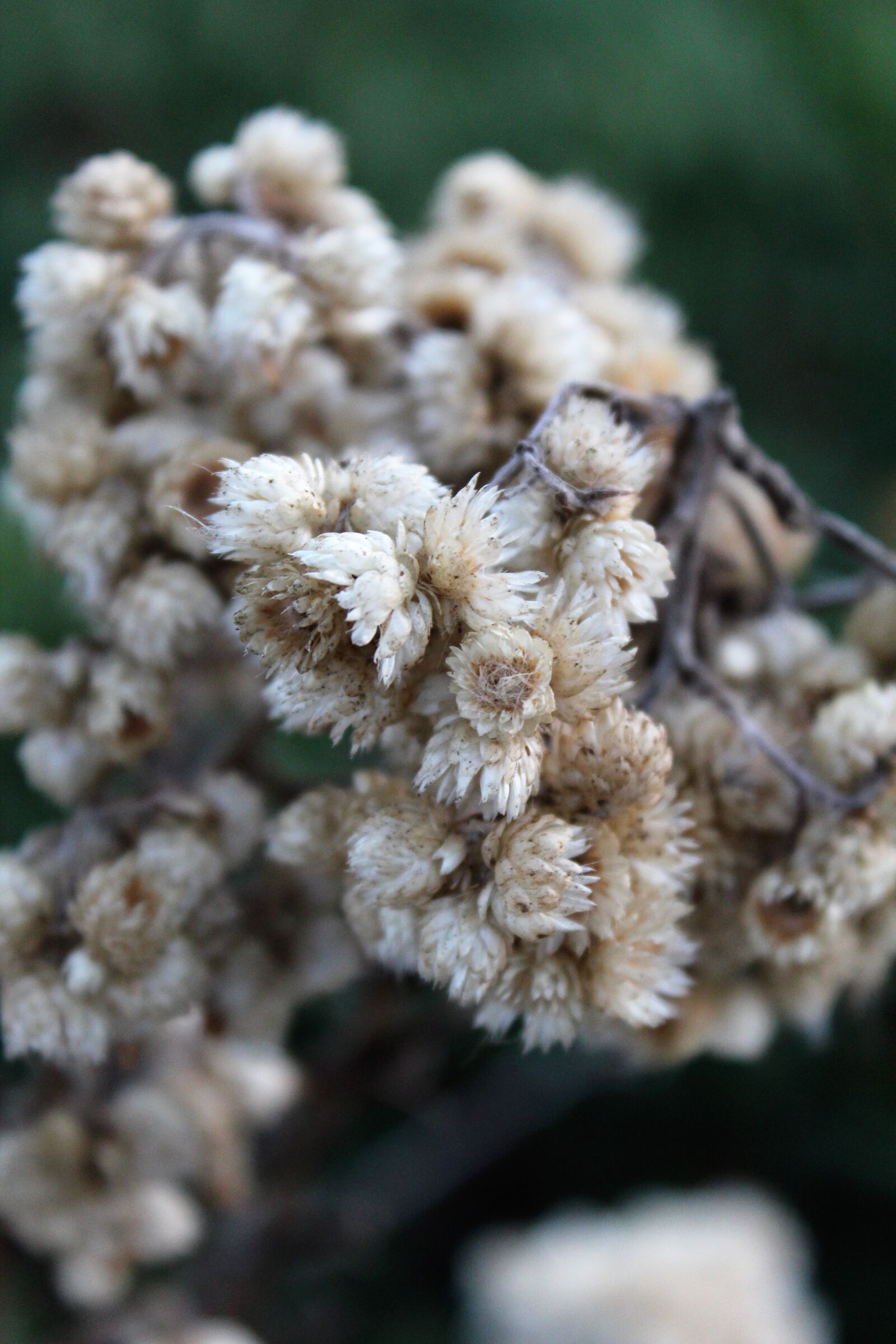 Canon EOS 1200D (EOS Rebel T5 / EOS Kiss X70 / EOS Hi) sample photo. White, flower, dirty photography