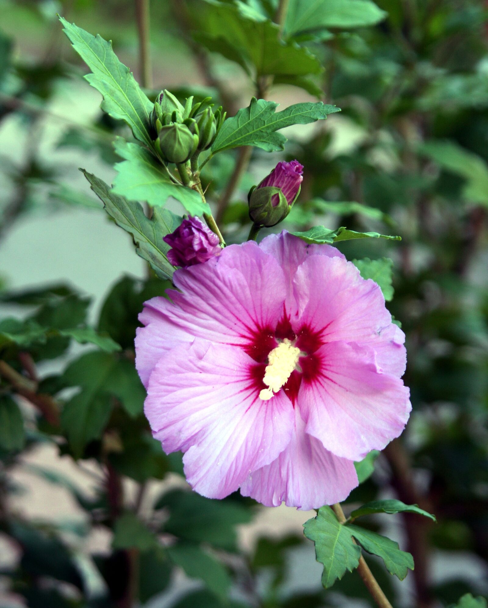 Canon EOS 350D (EOS Digital Rebel XT / EOS Kiss Digital N) sample photo. Flower, hibiscus, garden photography