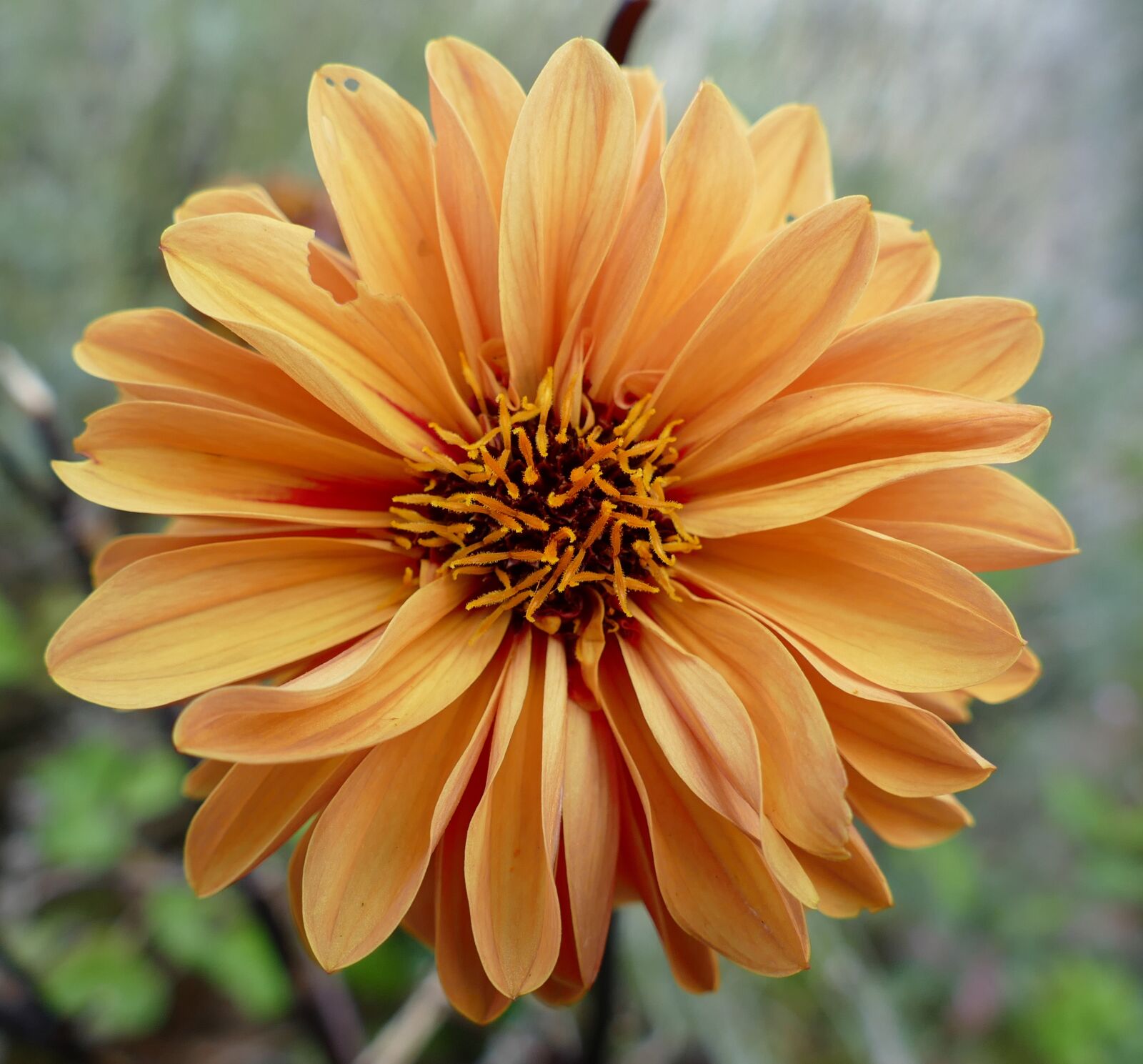 Panasonic Lumix DMC-FZ1000 sample photo. Dahlias, pistil, orange blossom photography