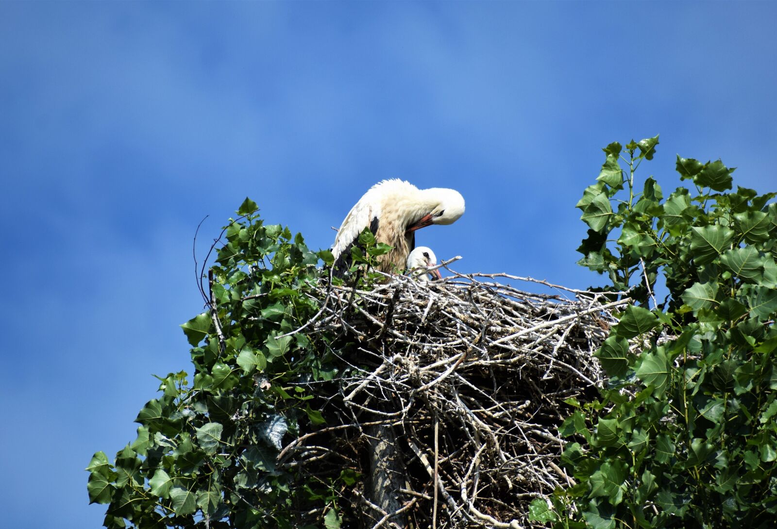 Nikon D3500 sample photo. Stork, bird, brood photography