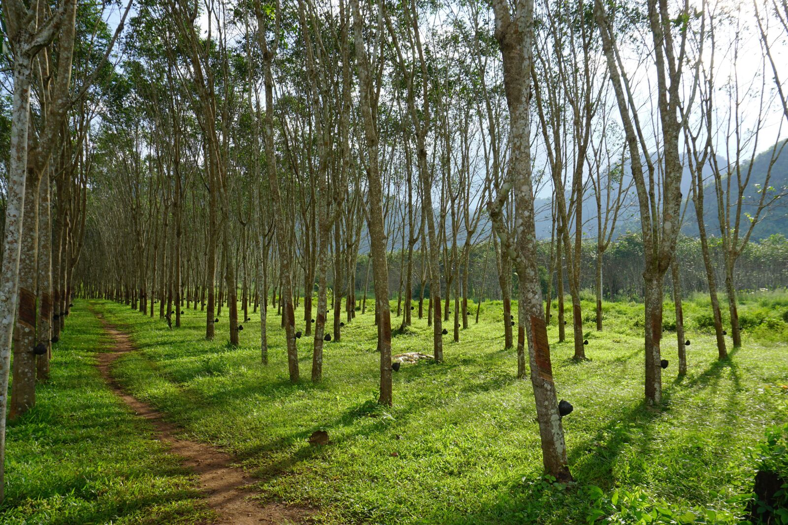 Sony E 16-50mm F3.5-5.6 PZ OSS sample photo. Rubber tree, rubber trees photography
