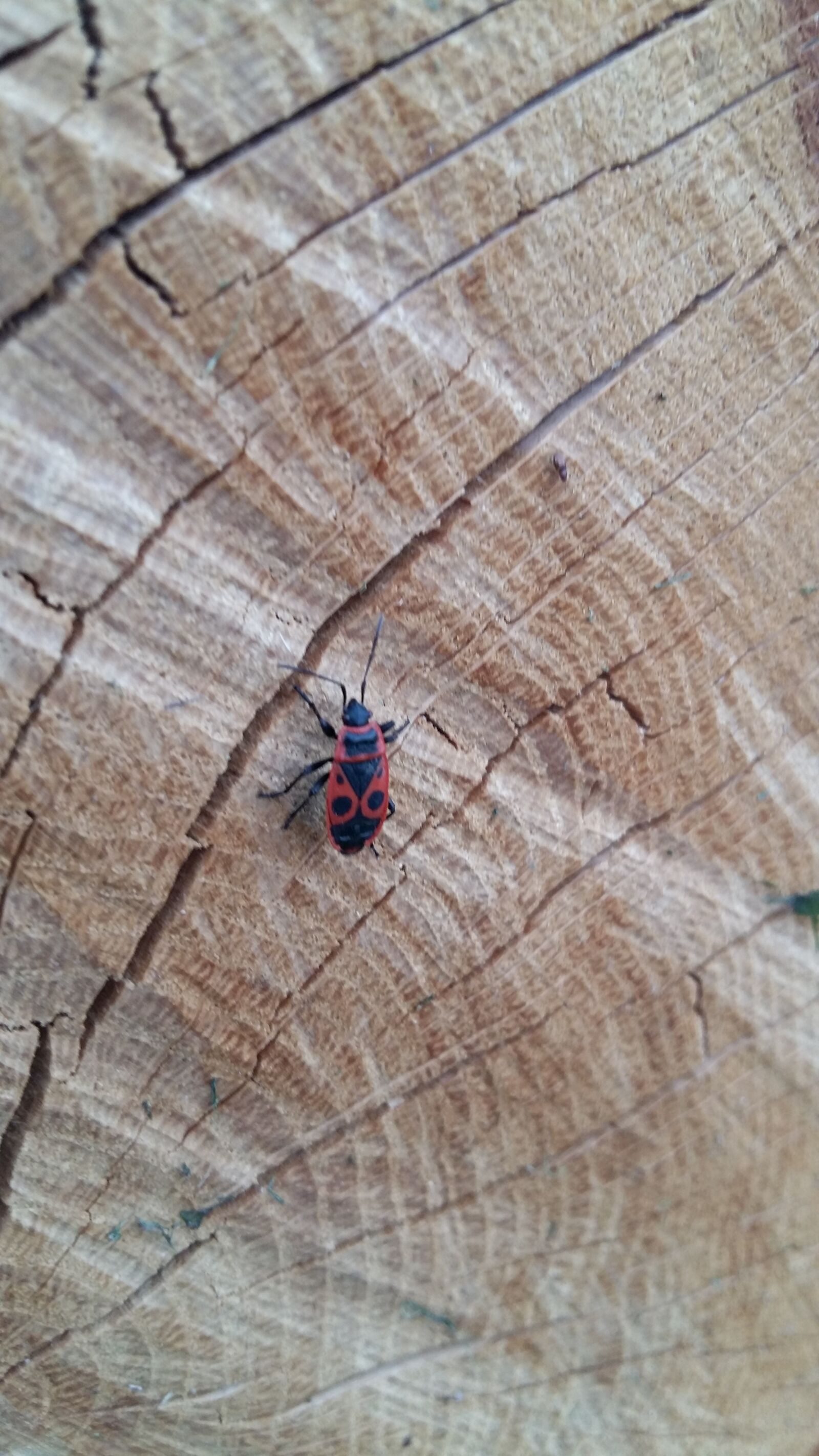 Samsung Galaxy A5 sample photo. Nature, wood, insect photography