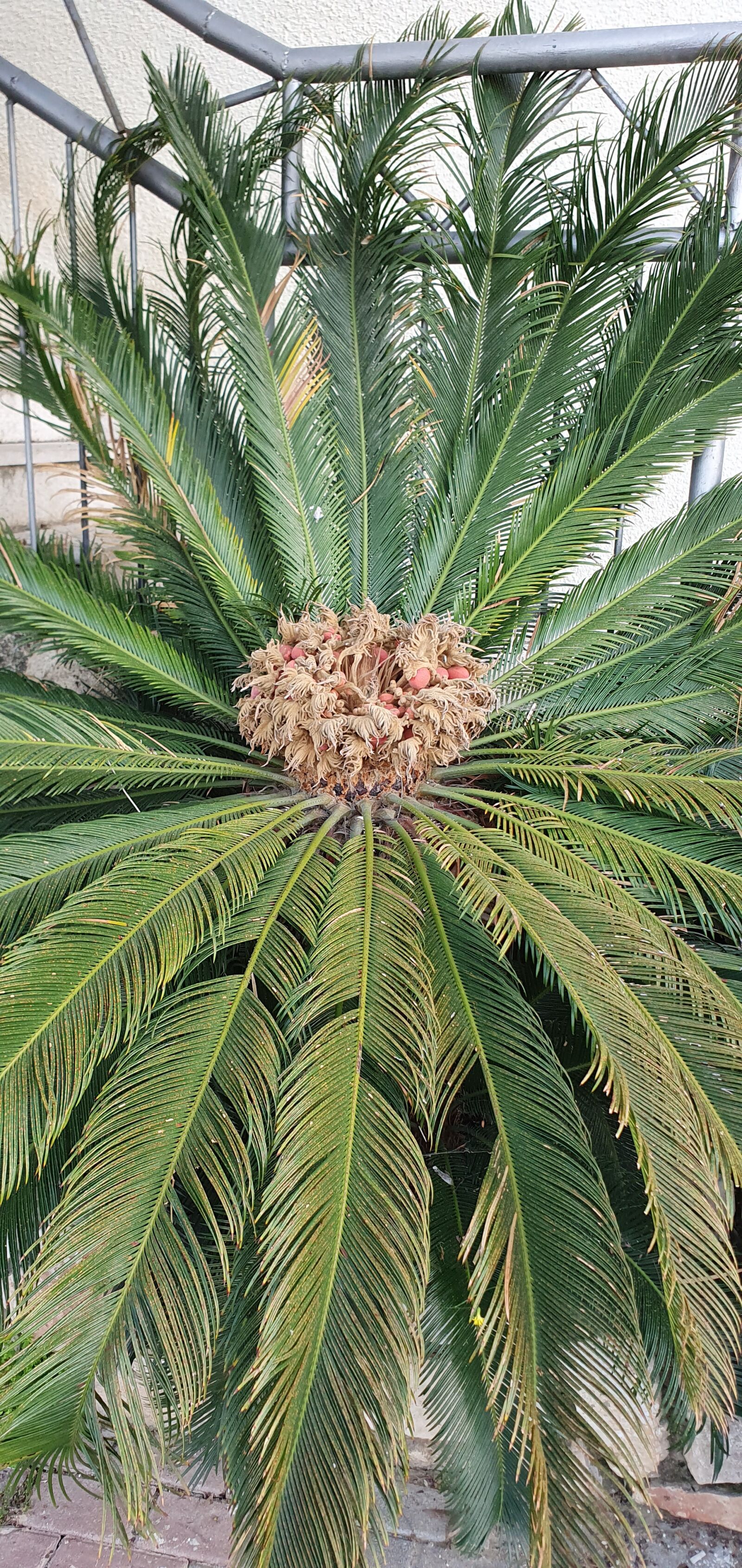 Samsung Galaxy S10e sample photo. Tree, palma, leaves photography