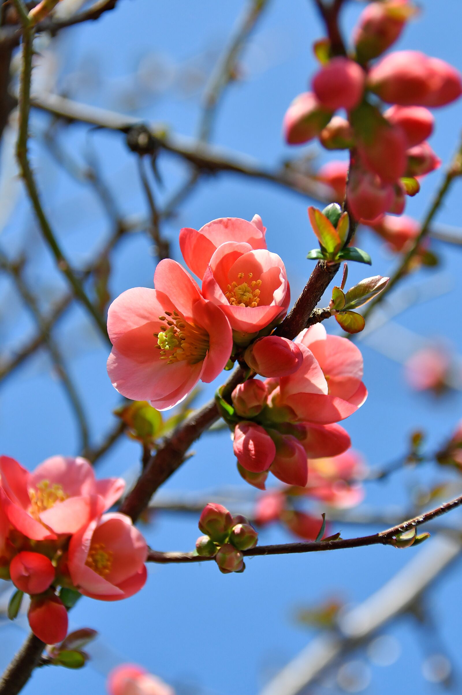 Nikon D3200 sample photo. Spring, bloom, pink flowers photography