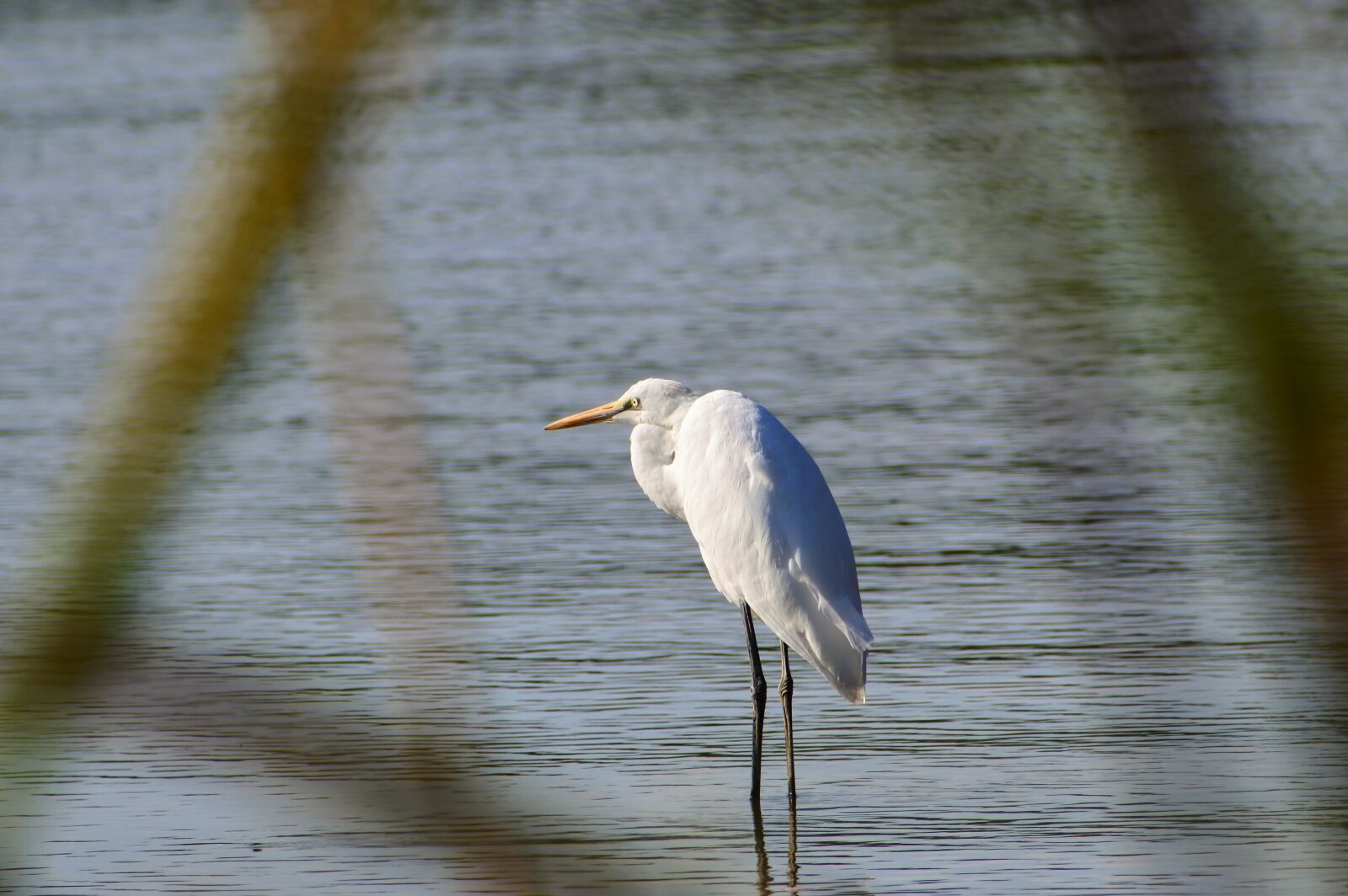 VR 70-300mm f/4.5-6.3G sample photo. Animal, river, waterside photography