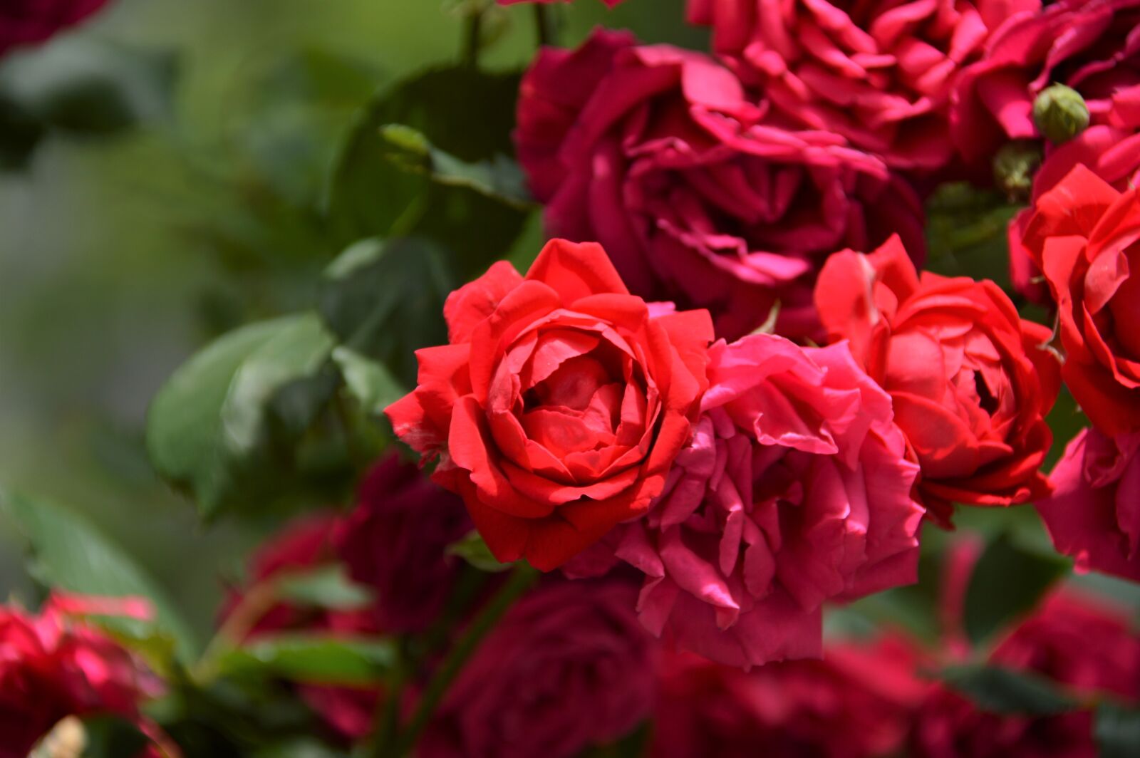 Nikon D3200 sample photo. Rose, flowers, nature photography