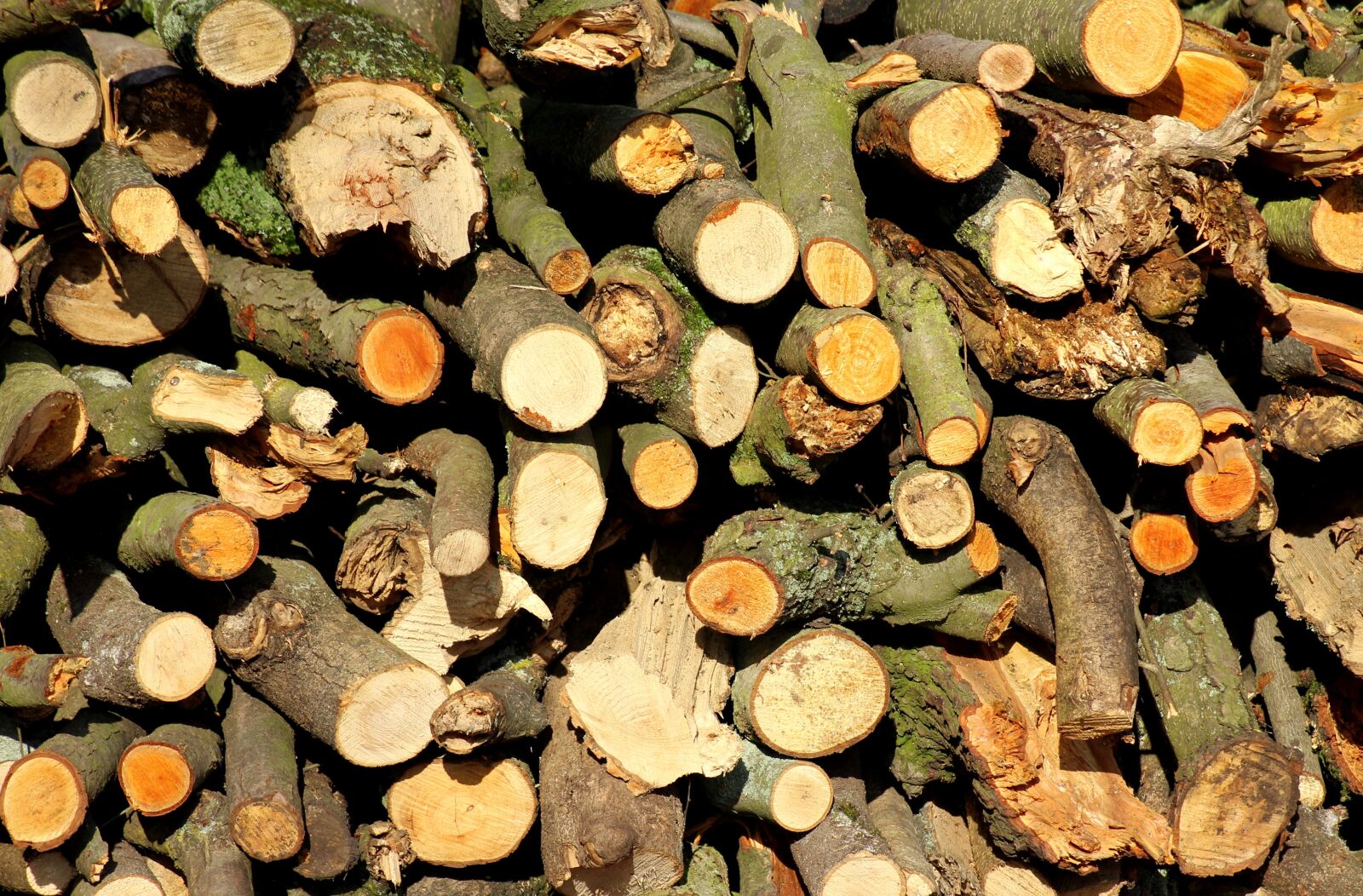 Canon EOS 1200D (EOS Rebel T5 / EOS Kiss X70 / EOS Hi) sample photo. Wood, tree, cut the photography