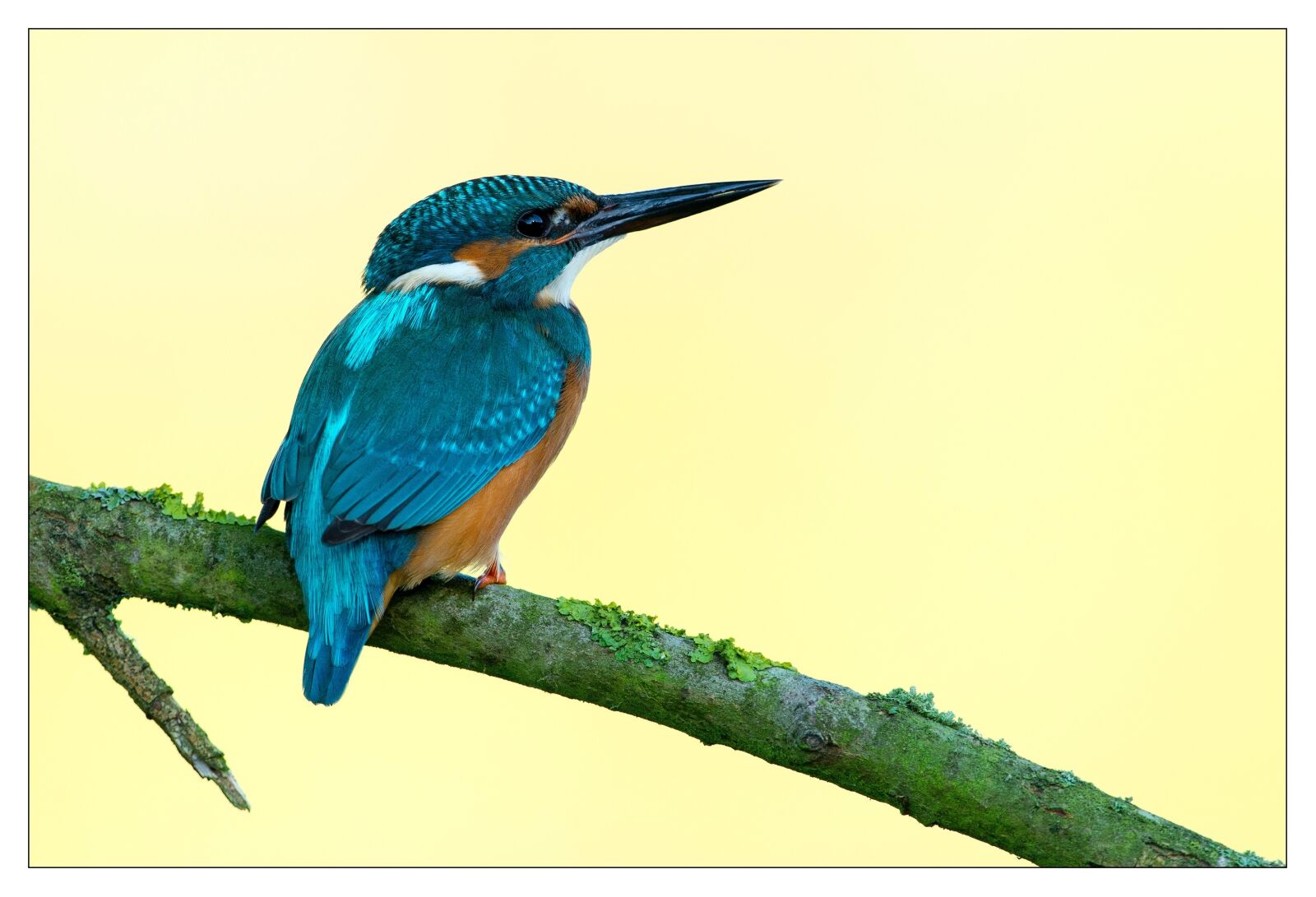 Nikon D4 sample photo. Kingfisher, bird, colorful photography