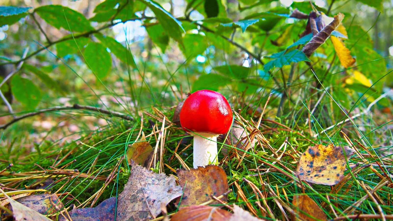 Olympus PEN E-PL6 sample photo. Mushroom, nature, small mushroom photography