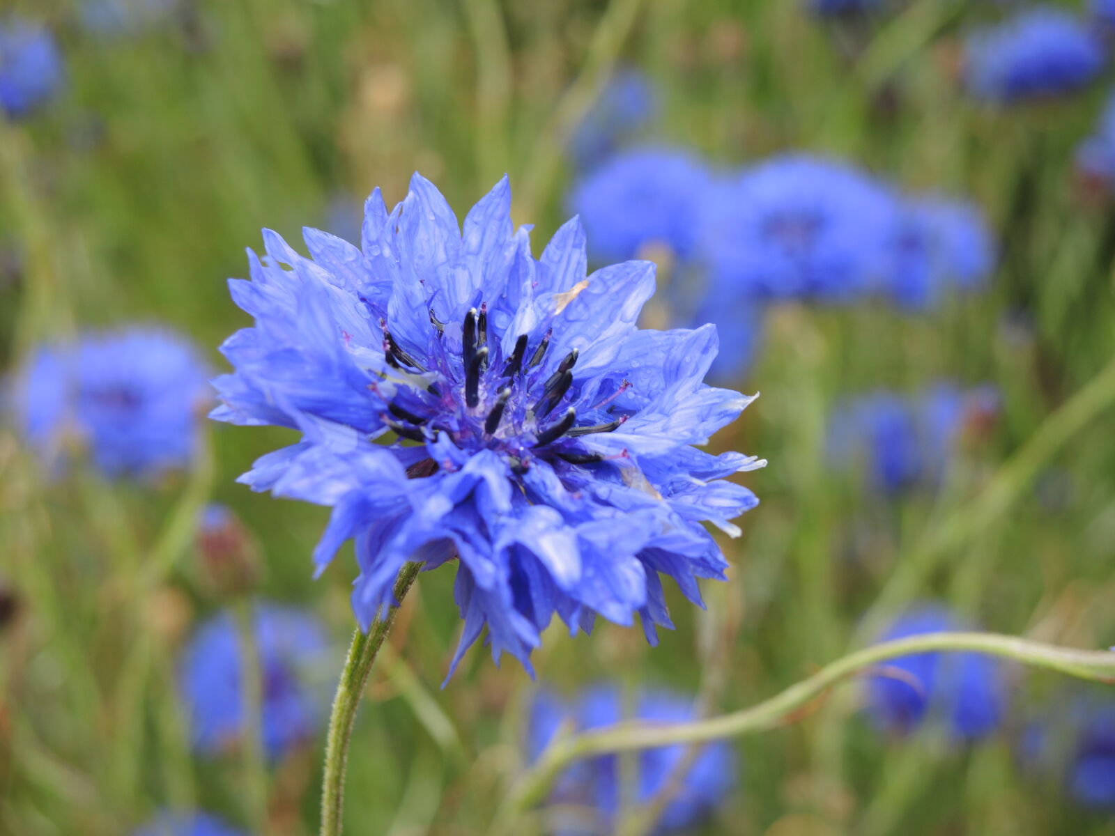 Nikon Coolpix P7800 sample photo. Blue, flower, flowers photography