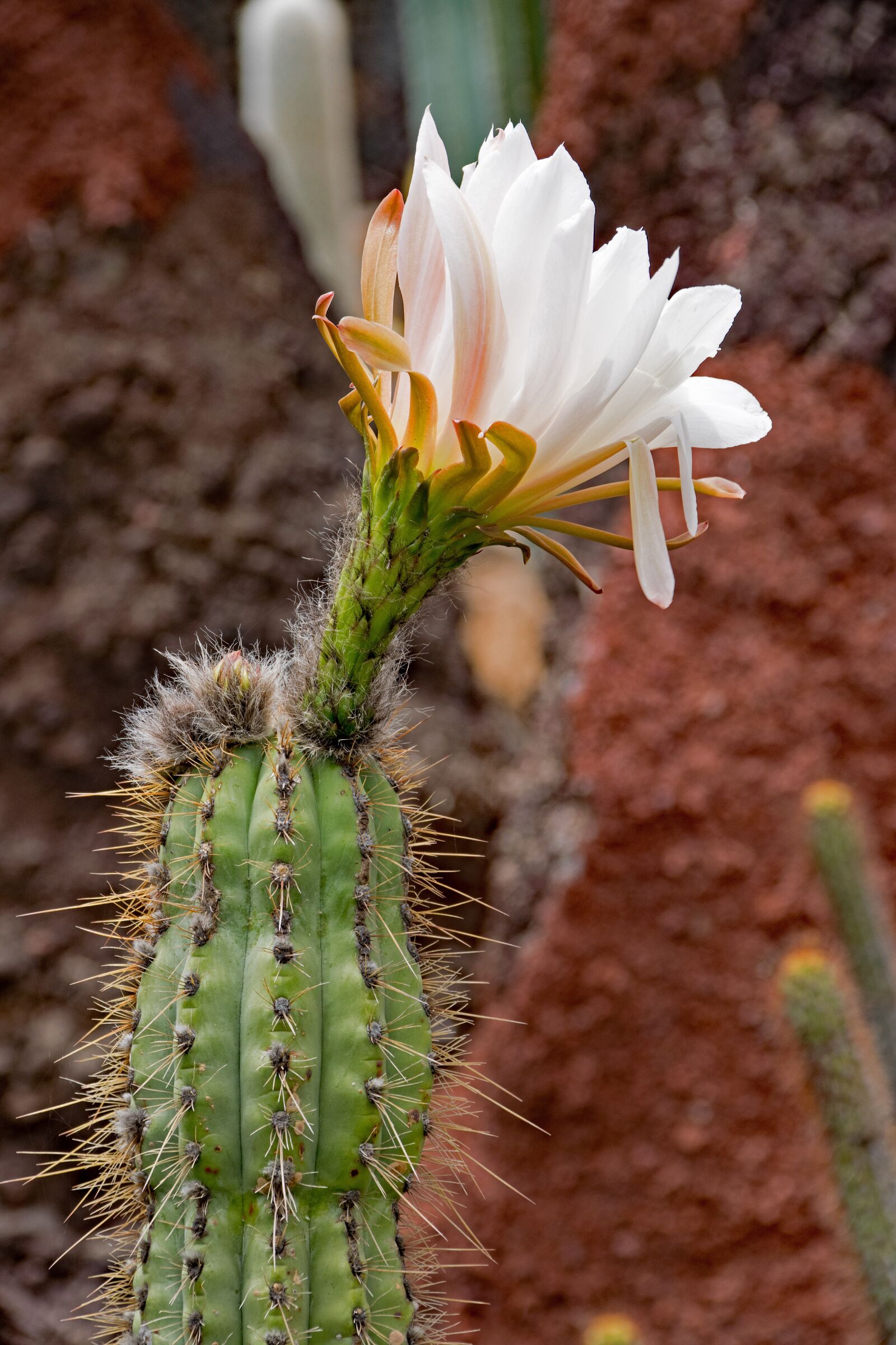 Nikon D5300 sample photo. Jardin de cactus, cactus photography