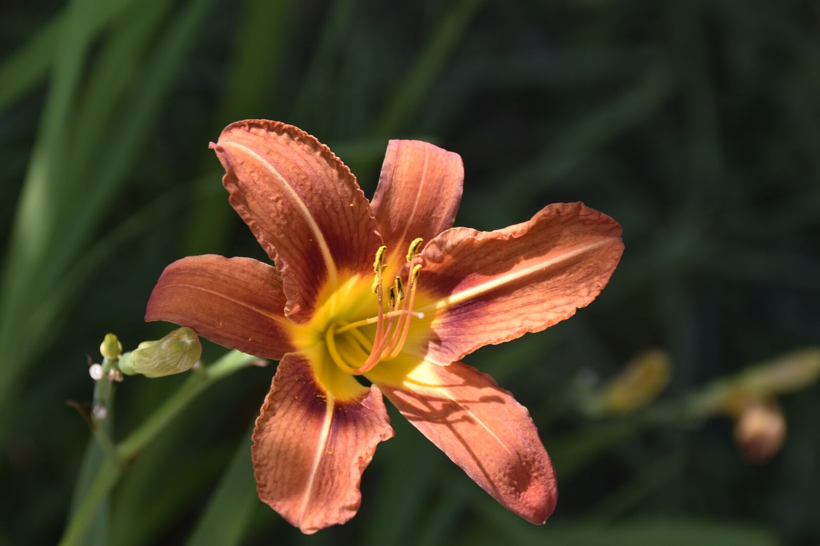 Nikon D5600 sample photo. Flower, fleur de lis photography