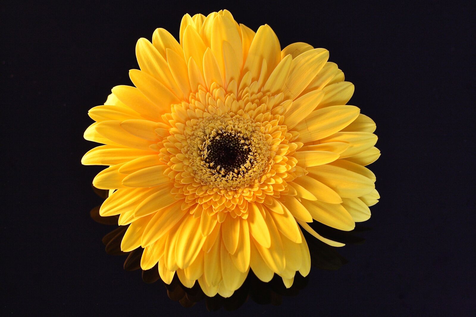 Canon EOS 1000D (EOS Digital Rebel XS / EOS Kiss F) sample photo. Flower, yellow, daisy photography