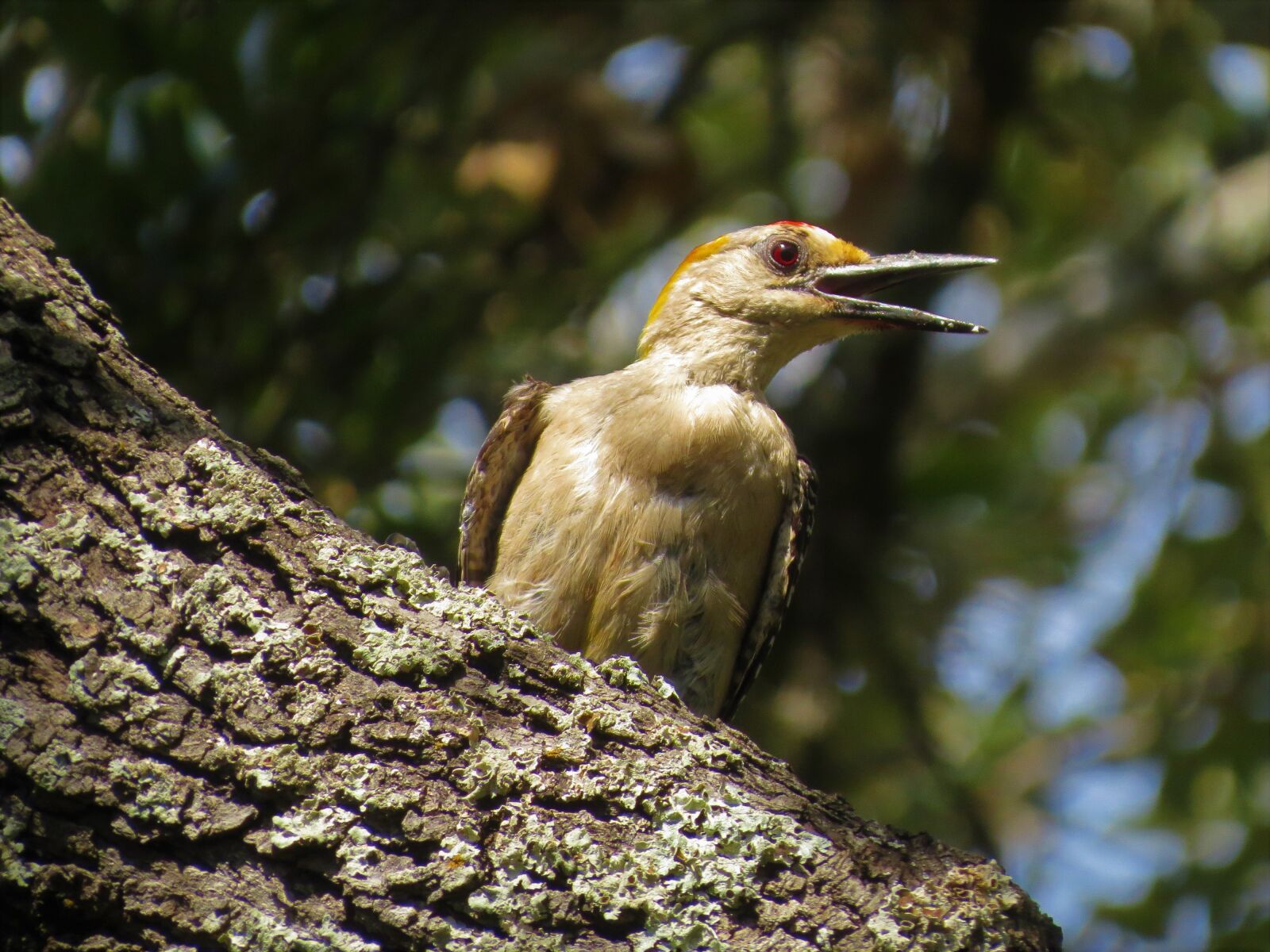 Canon PowerShot SX50 HS sample photo. Bird, wildlife, colorful photography