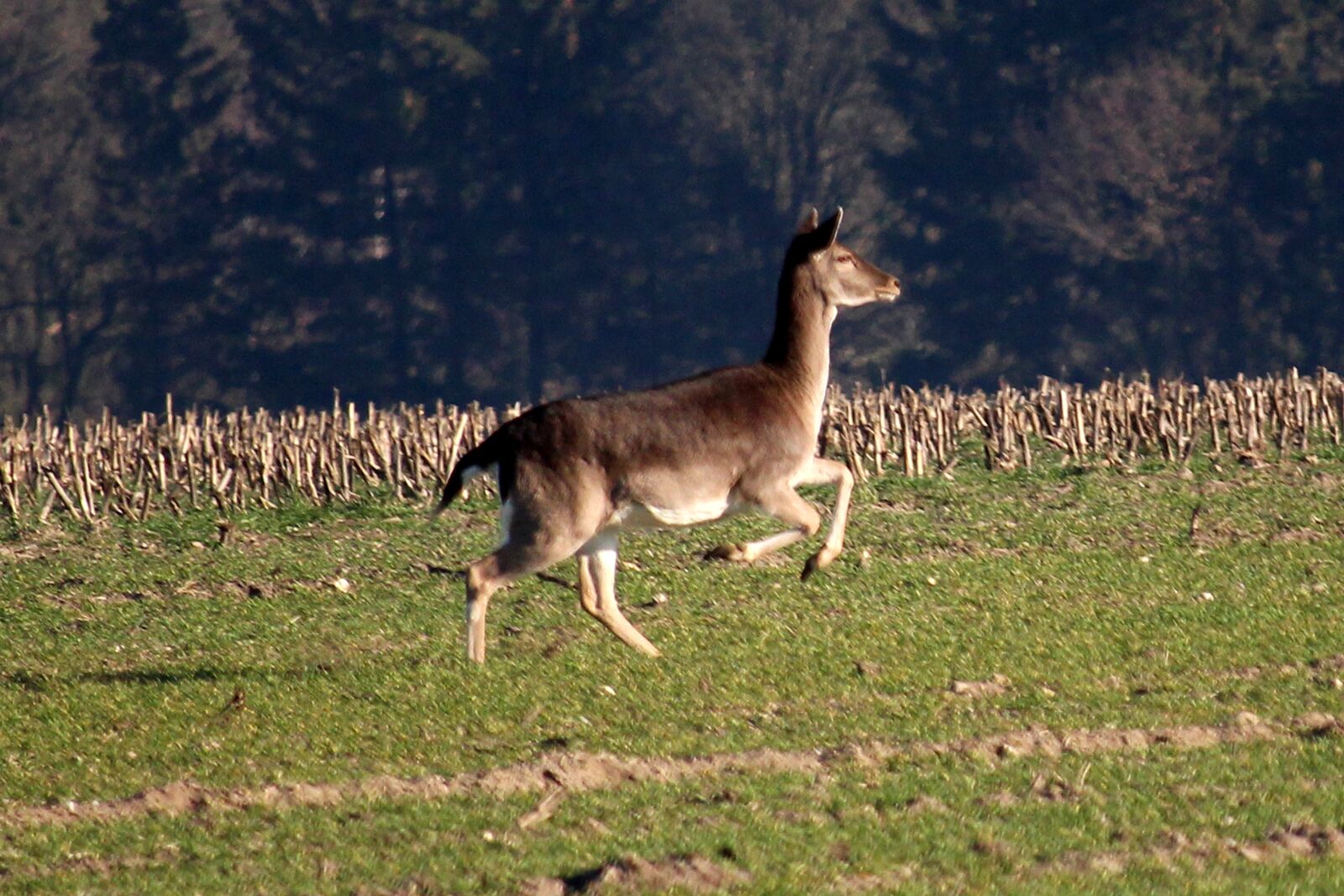 Canon EF-S 55-250mm F4-5.6 IS STM sample photo. Fallow deer, jump, arable photography