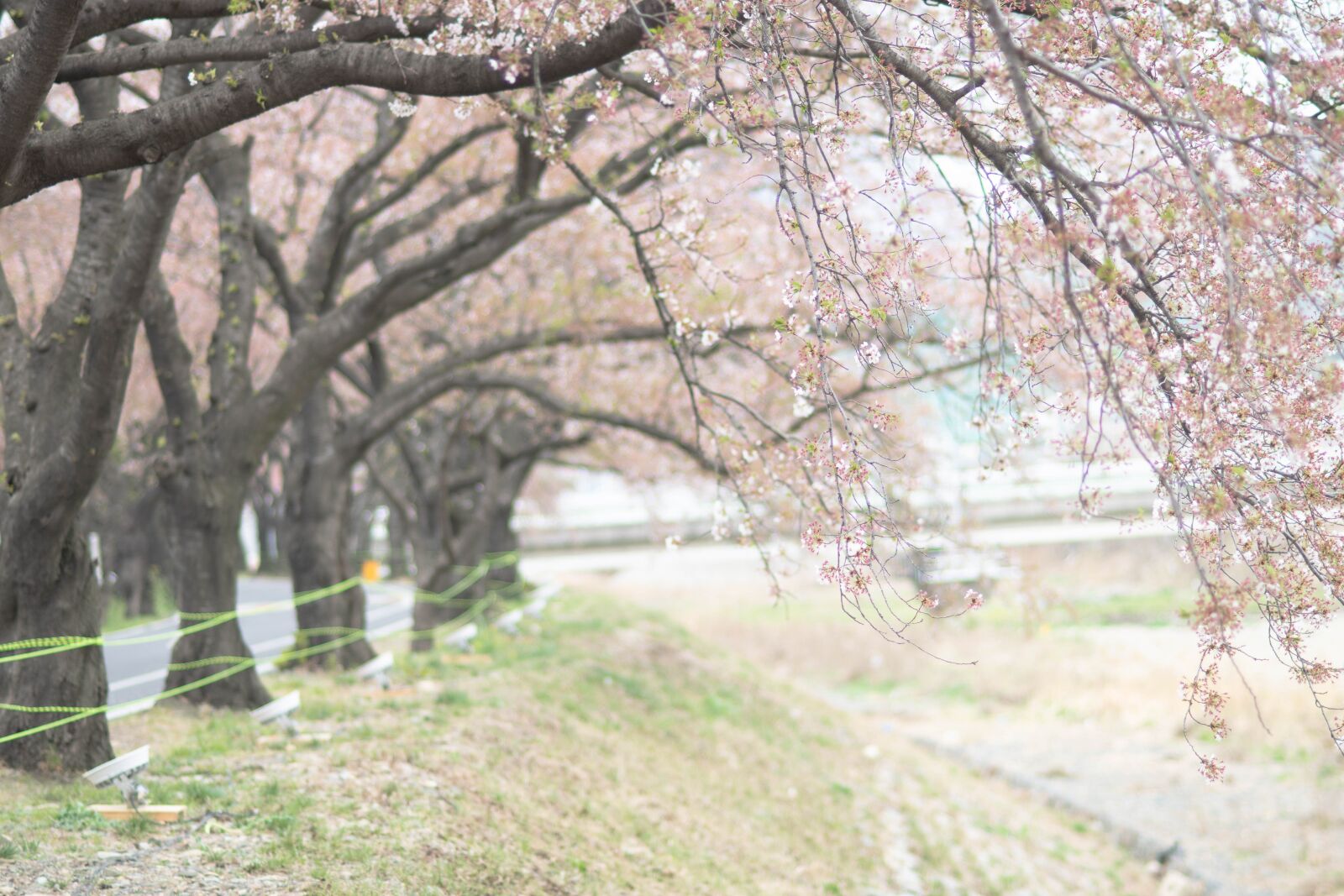 Nikon D7500 sample photo. Spring, cherry blossom, cherry photography