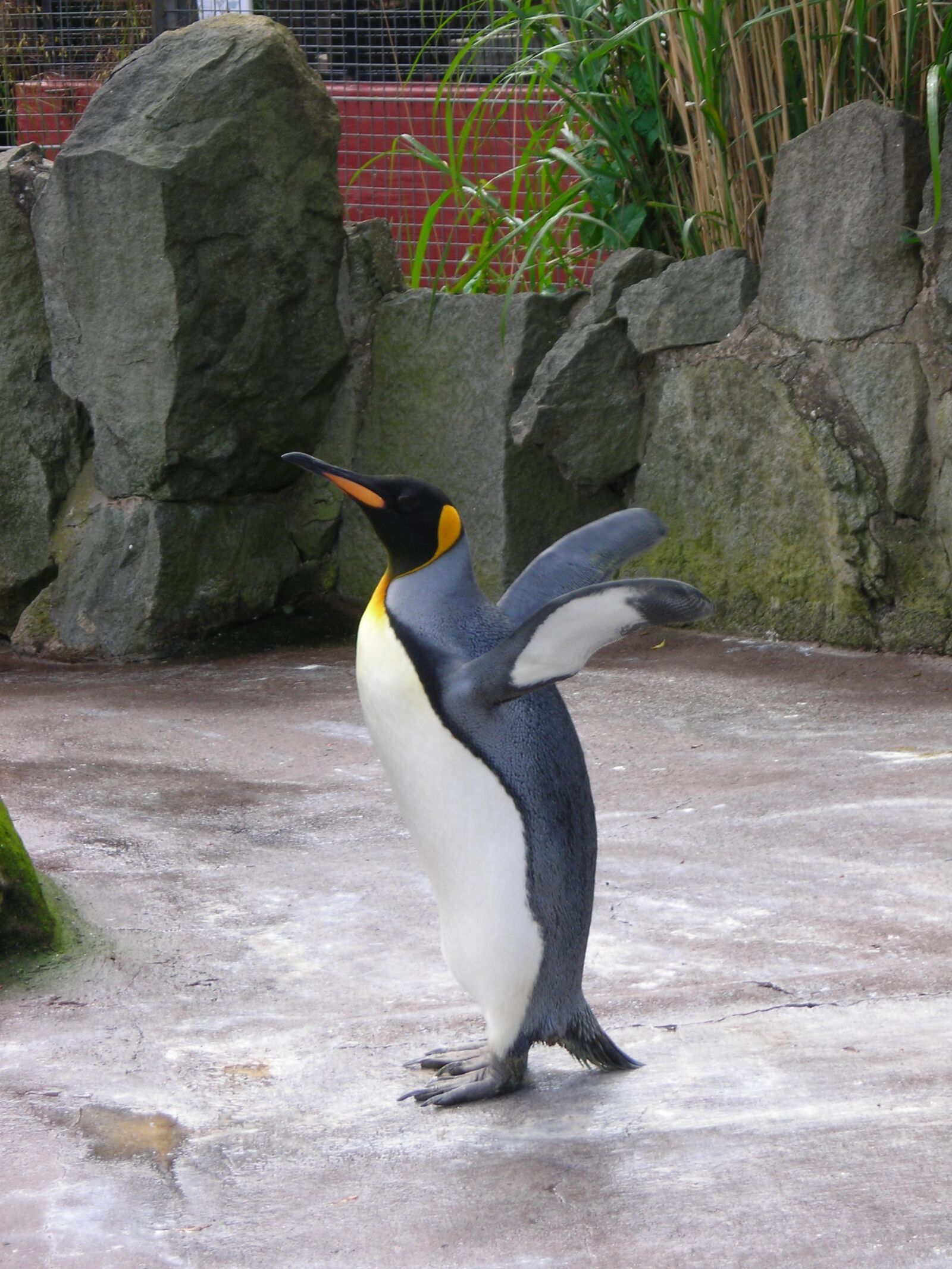 Nikon COOLPIX L3 sample photo. Penguin, zoo, nature photography