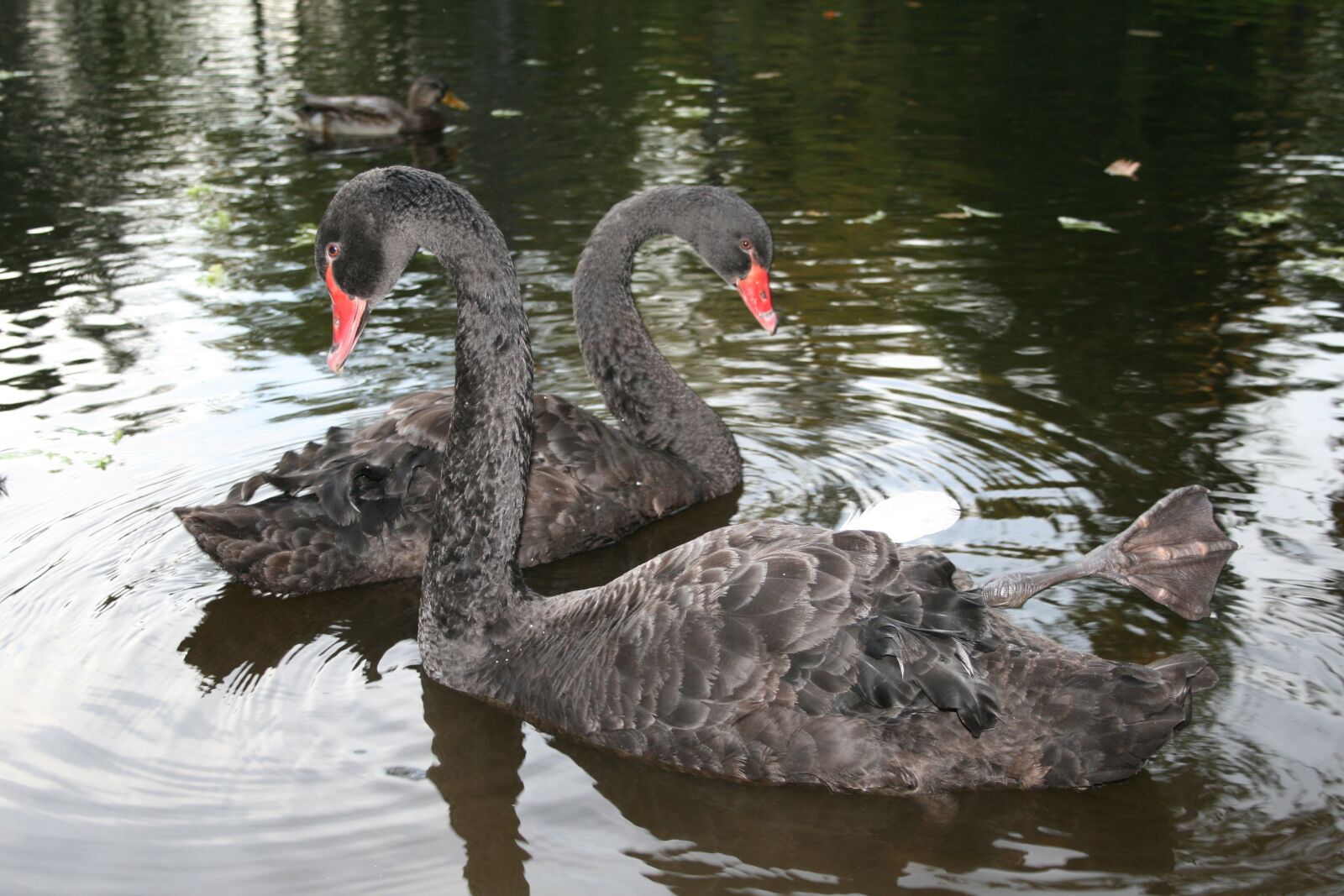 Canon EOS 400D (EOS Digital Rebel XTi / EOS Kiss Digital X) sample photo. Black, swan, nature photography