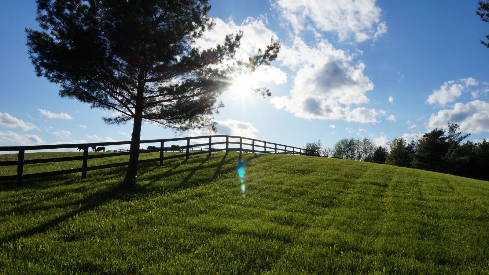 Sony Alpha NEX-3N sample photo. Field, rural, pasture photography