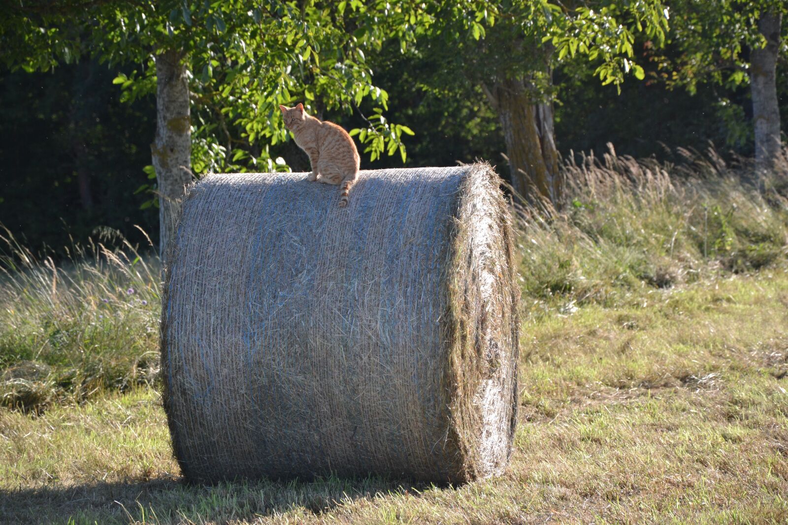 Nikon D3100 sample photo. Cat, hay, cute photography