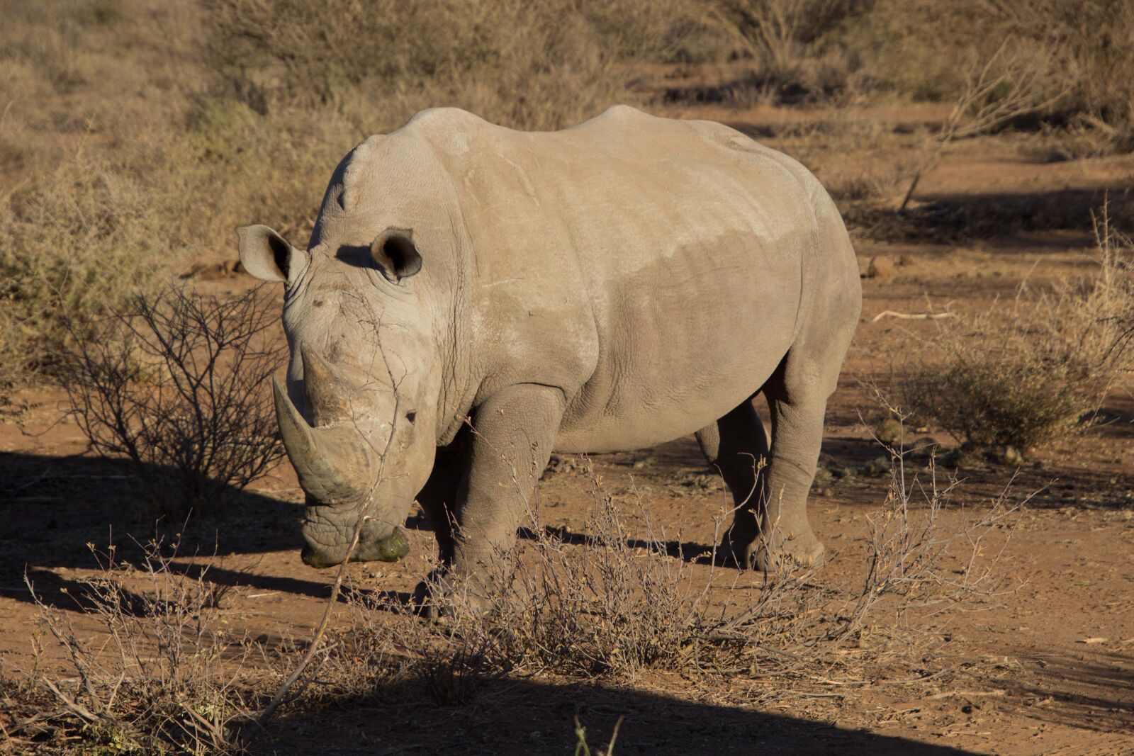Canon EOS 600D (Rebel EOS T3i / EOS Kiss X5) sample photo. Rhino, africa, animals photography
