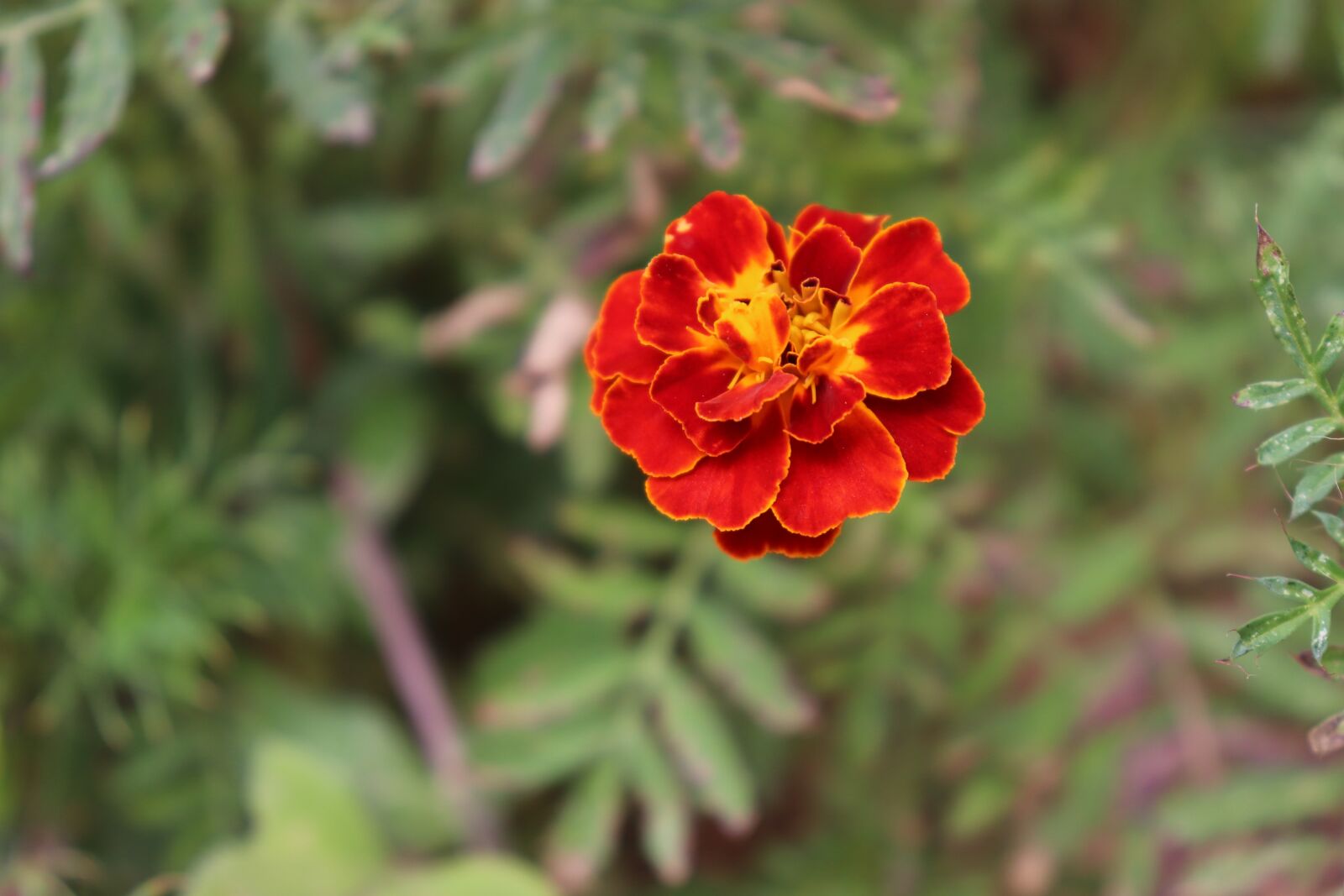 Canon EOS 800D (EOS Rebel T7i / EOS Kiss X9i) sample photo. Flower, pink, plant photography
