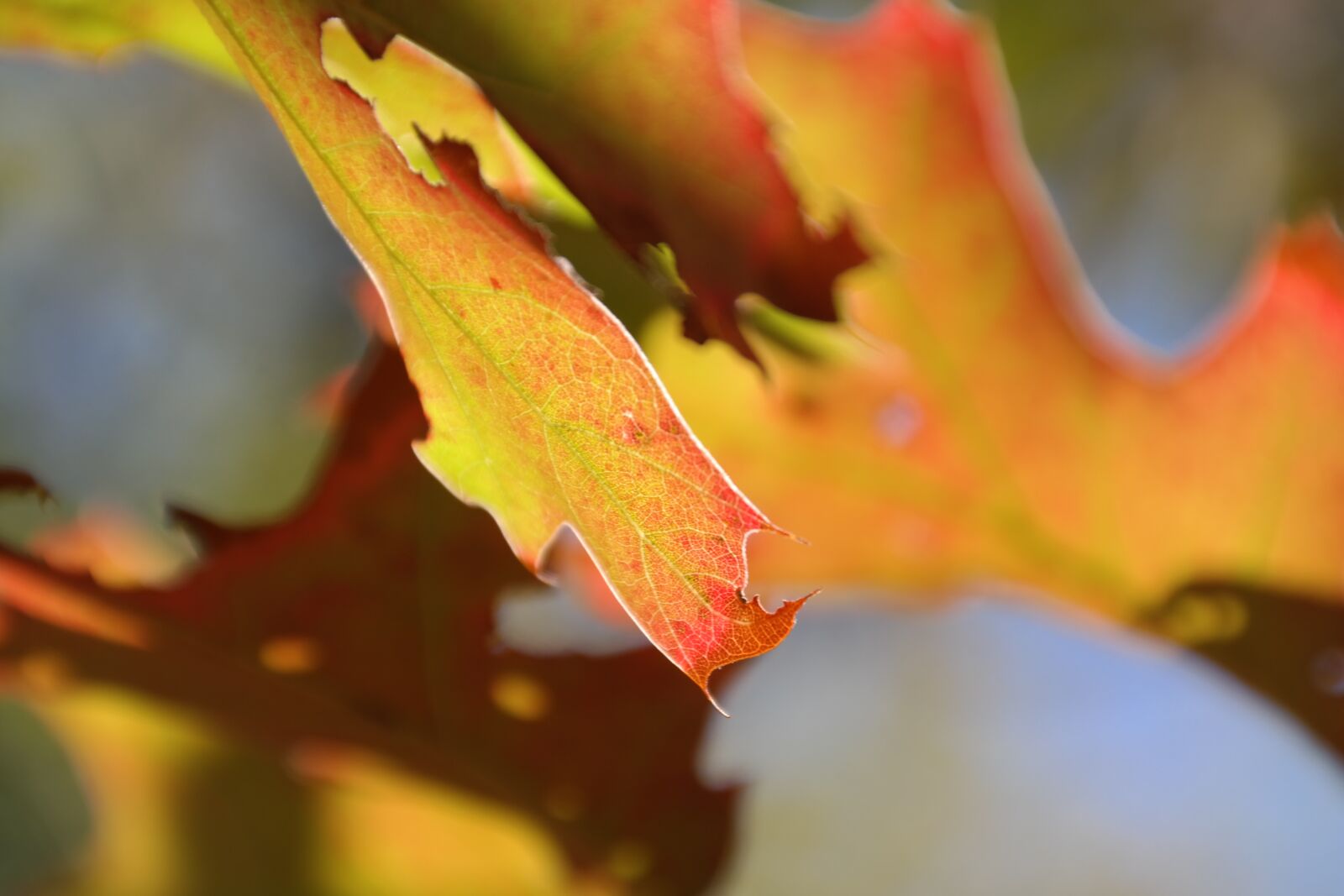 Samsung NX300 sample photo. Autumn, leaf, fall foliage photography