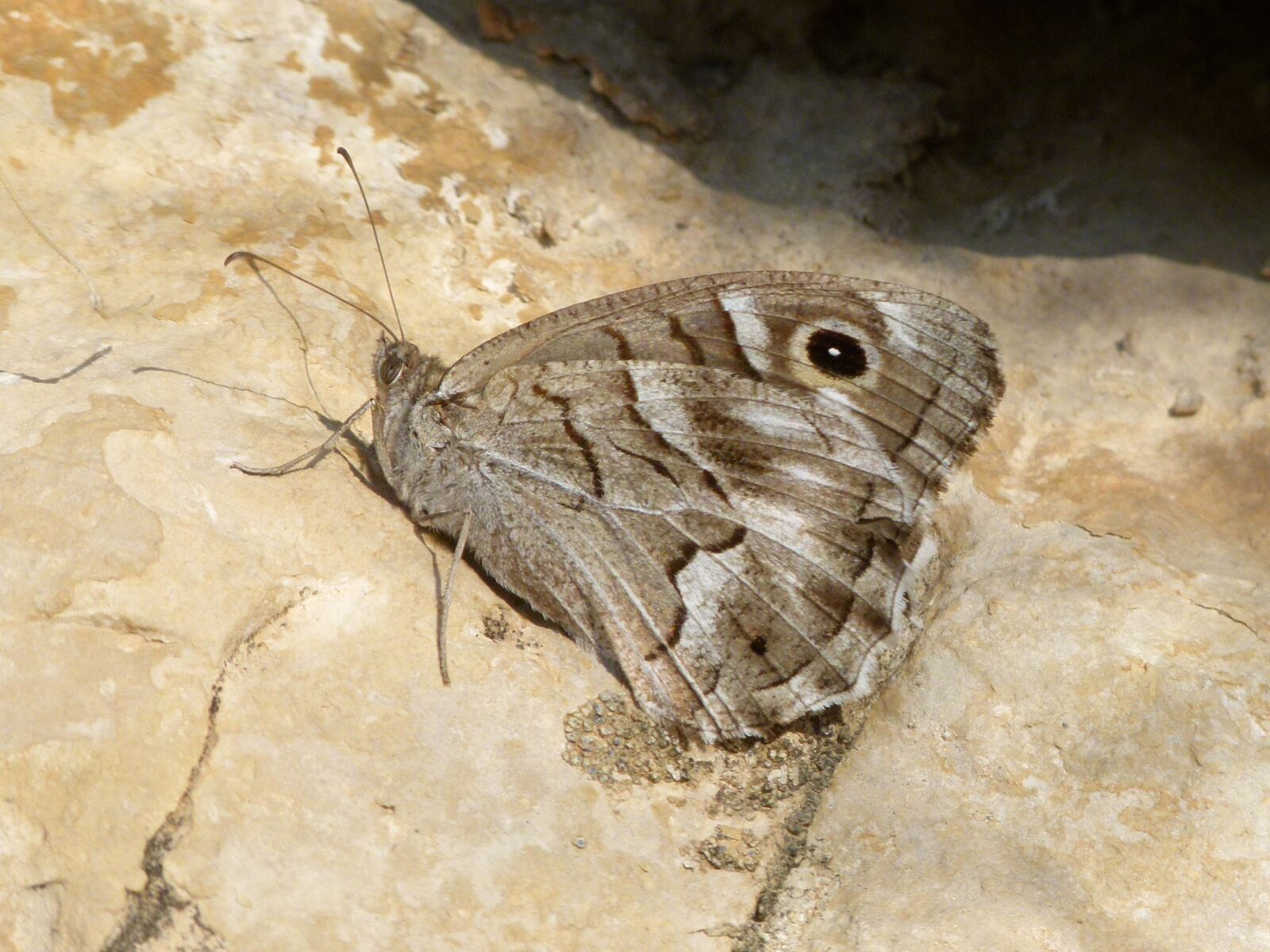 Leica V-Lux 2 sample photo. Butterfly, grey butterfly, rock photography