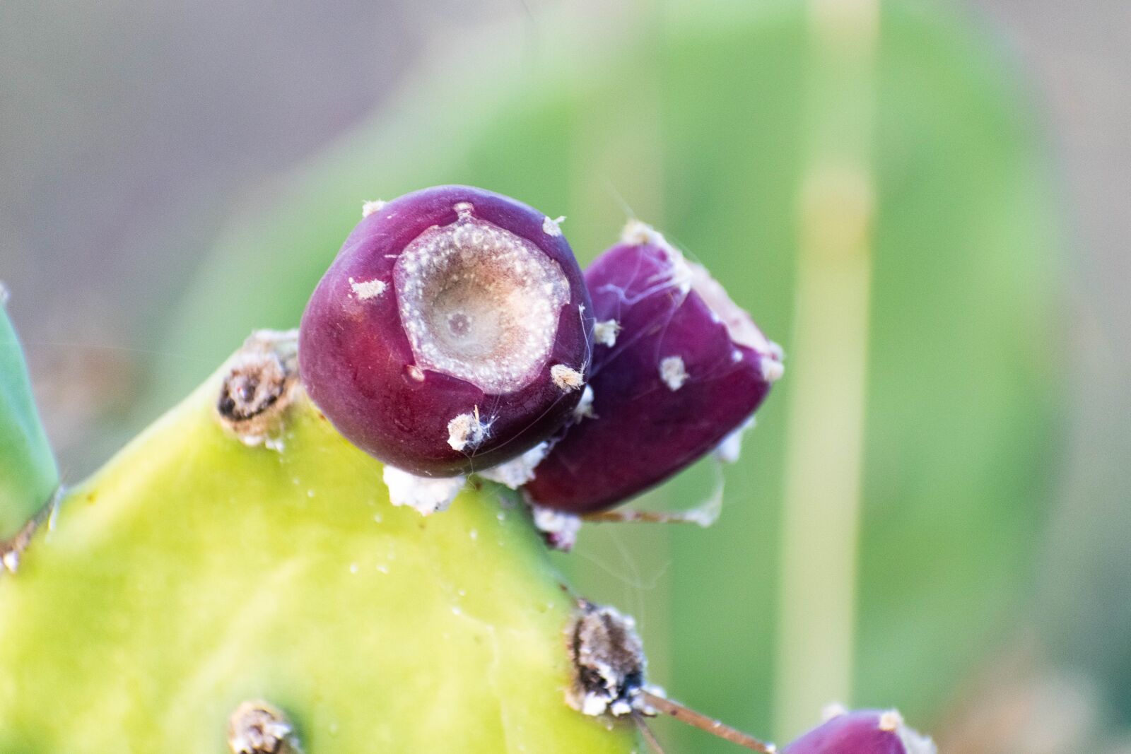 Nikon D3300 sample photo. Cactus, flowers, succulent photography