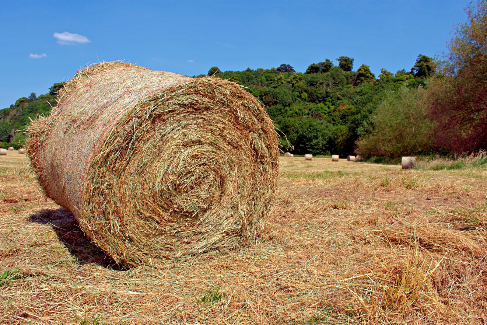 Nikon D3400 sample photo. Nottingham clifton farm, field photography