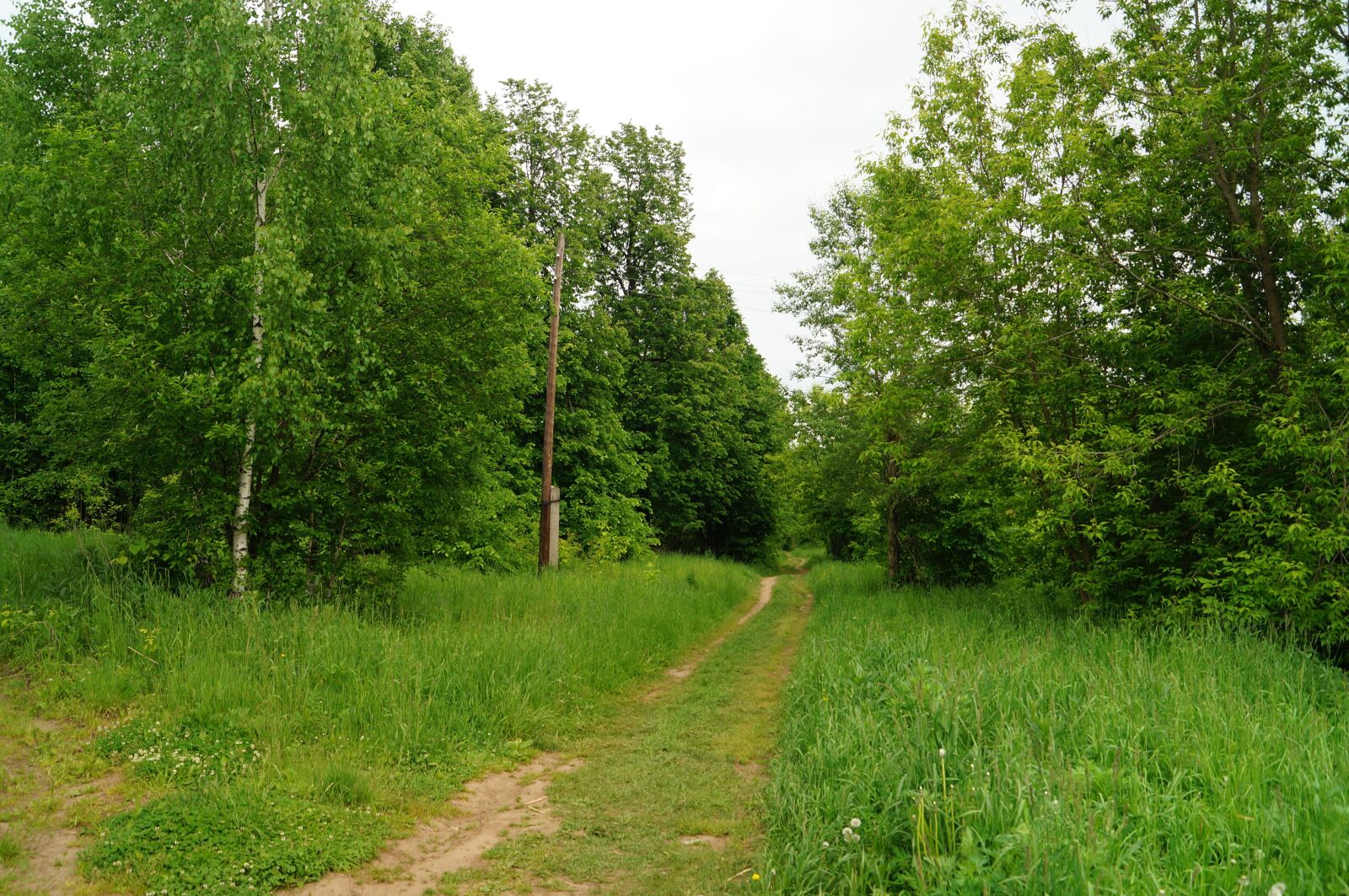 Sony SLT-A57 sample photo. Forest, silence, nature photography