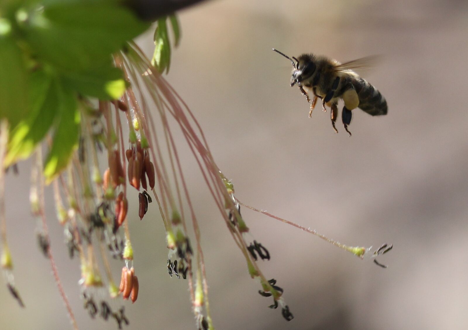 Canon EF-S 60mm F2.8 Macro USM sample photo. Bee, flight, pollination photography
