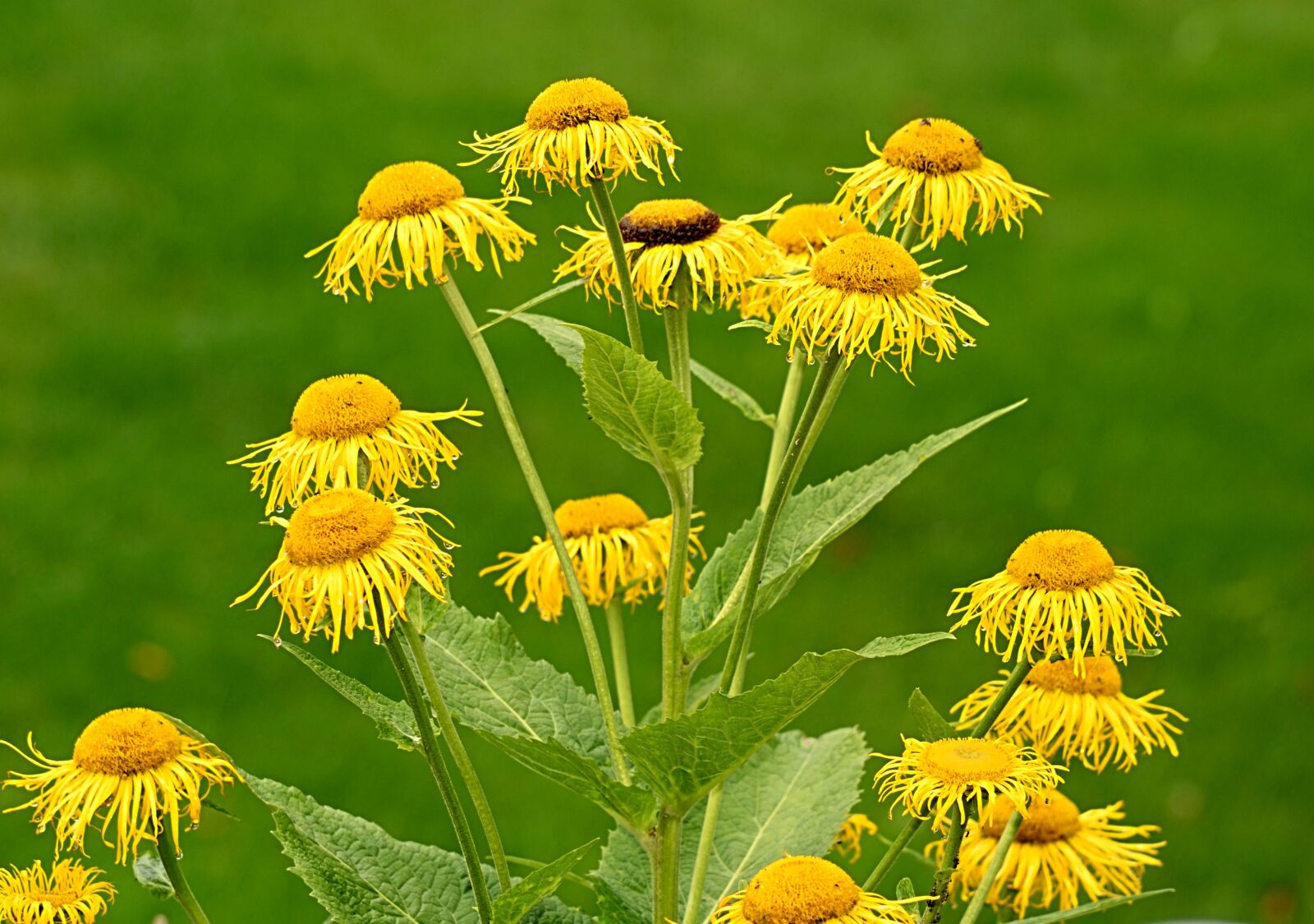Nikon D3300 sample photo. Flower, yellow, flowers photography