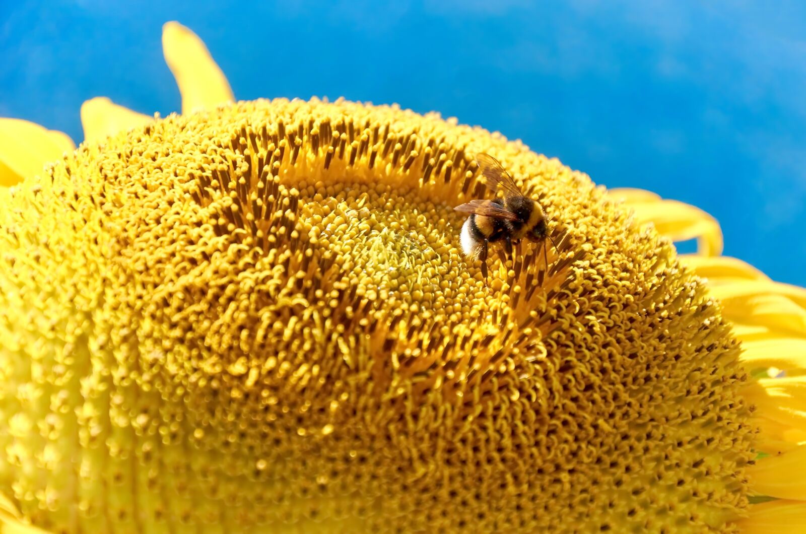 Nikon D5100 sample photo. Nature, sunflower, summer photography