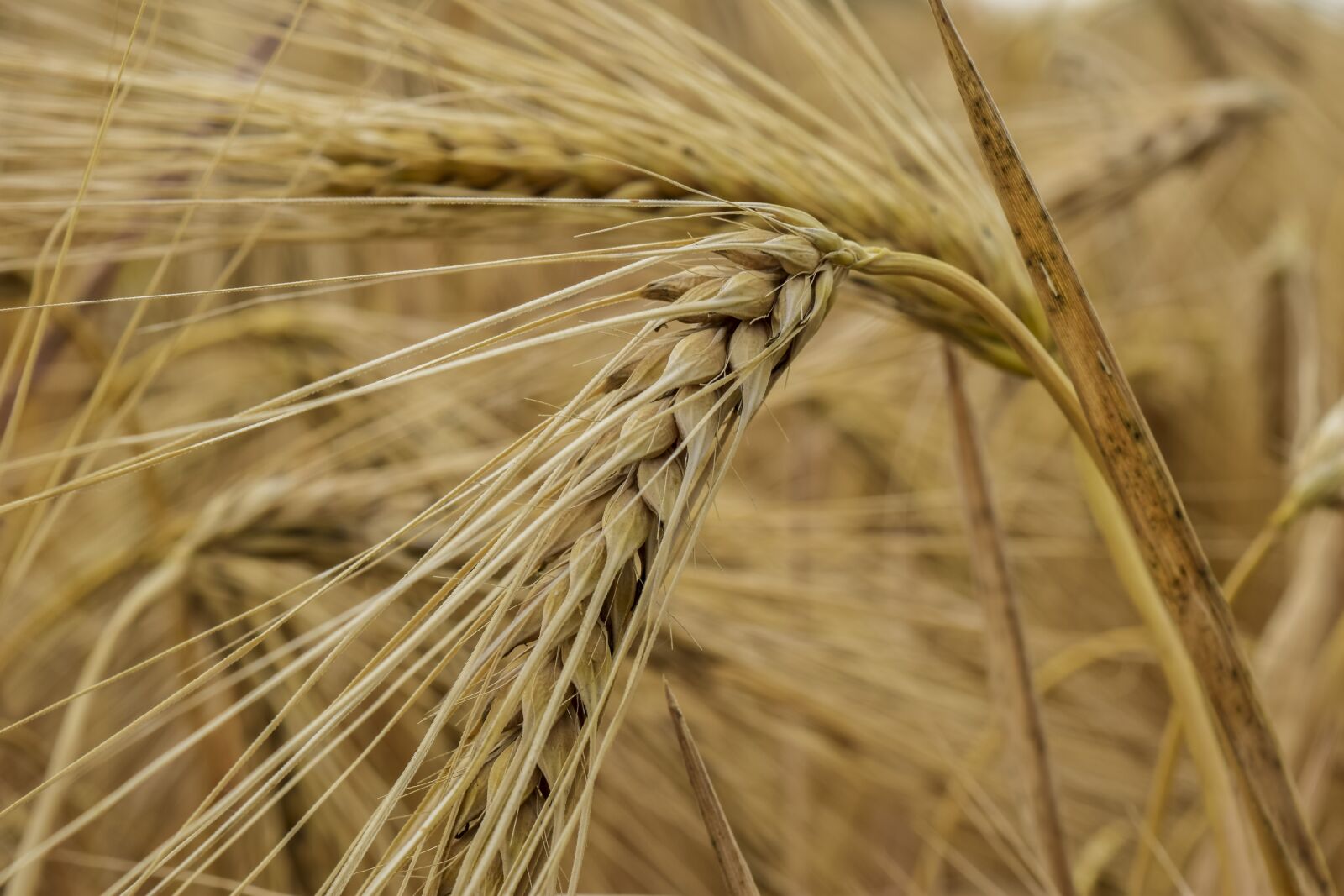 Nikon D3300 sample photo. Nature, cornfield, cereals photography