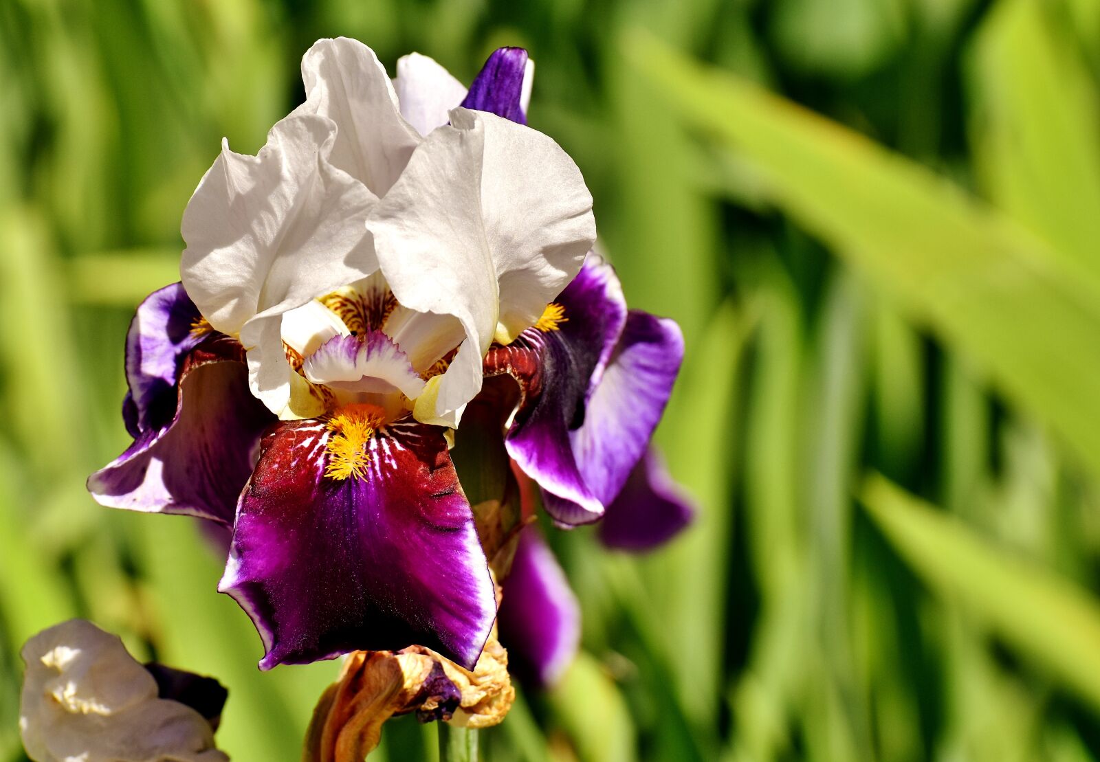 Nikon D7200 sample photo. Iris, flower, summer photography