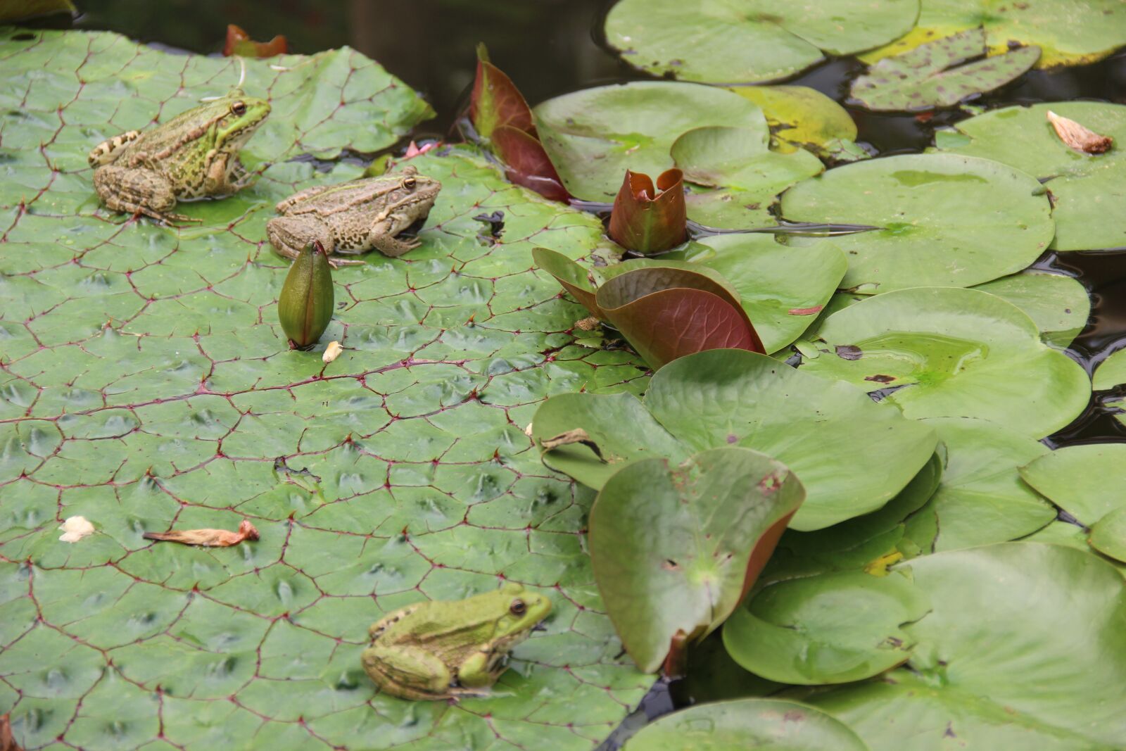 Canon EF-S 18-135mm F3.5-5.6 IS sample photo. Zen, frog, frogs photography