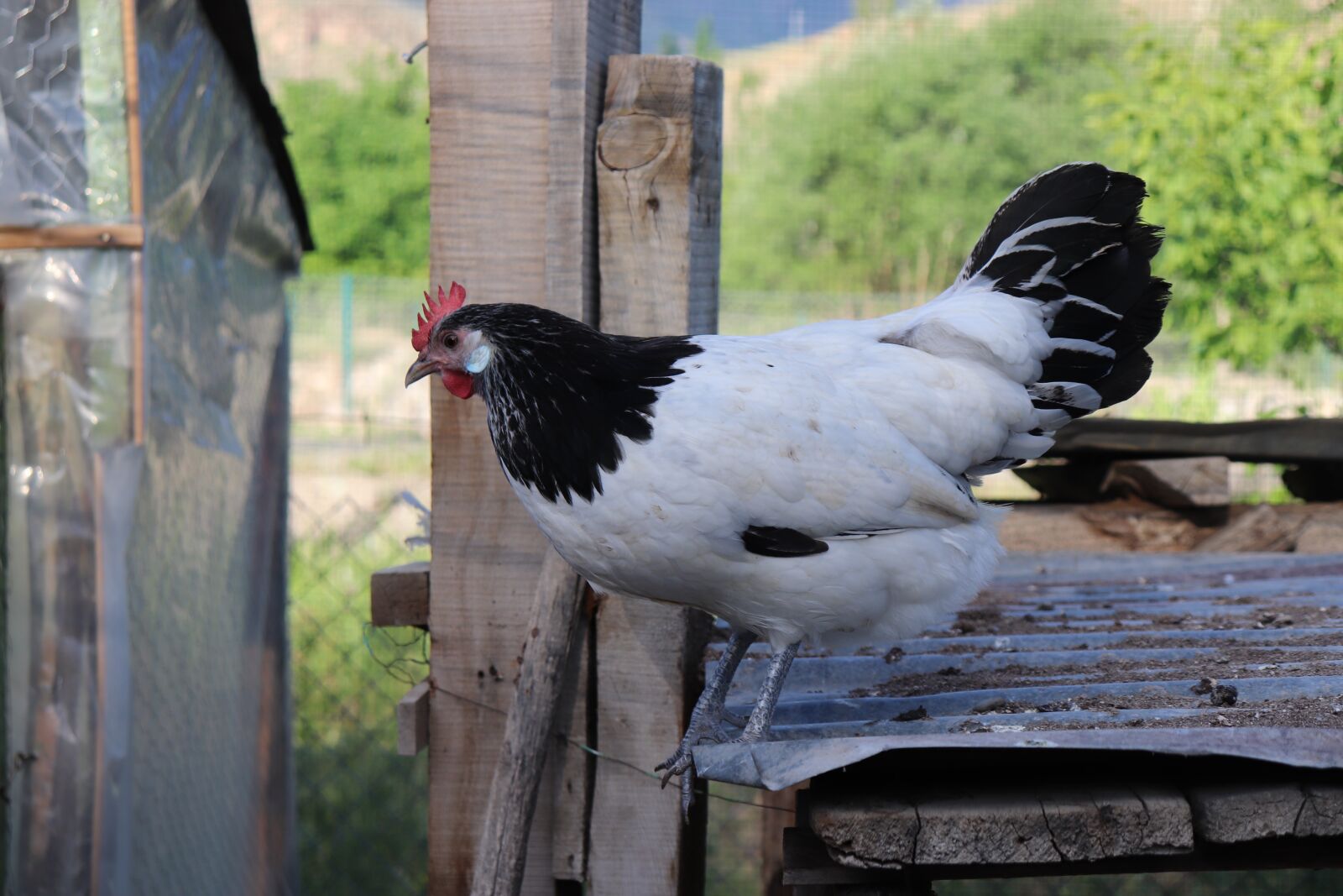 Canon EOS 200D (EOS Rebel SL2 / EOS Kiss X9) sample photo. Lakenvelder, chicken, black photography