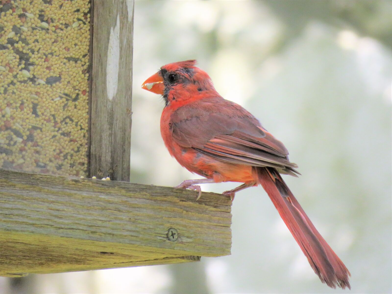 Canon PowerShot SX60 HS sample photo. Bird, red, cardinal photography