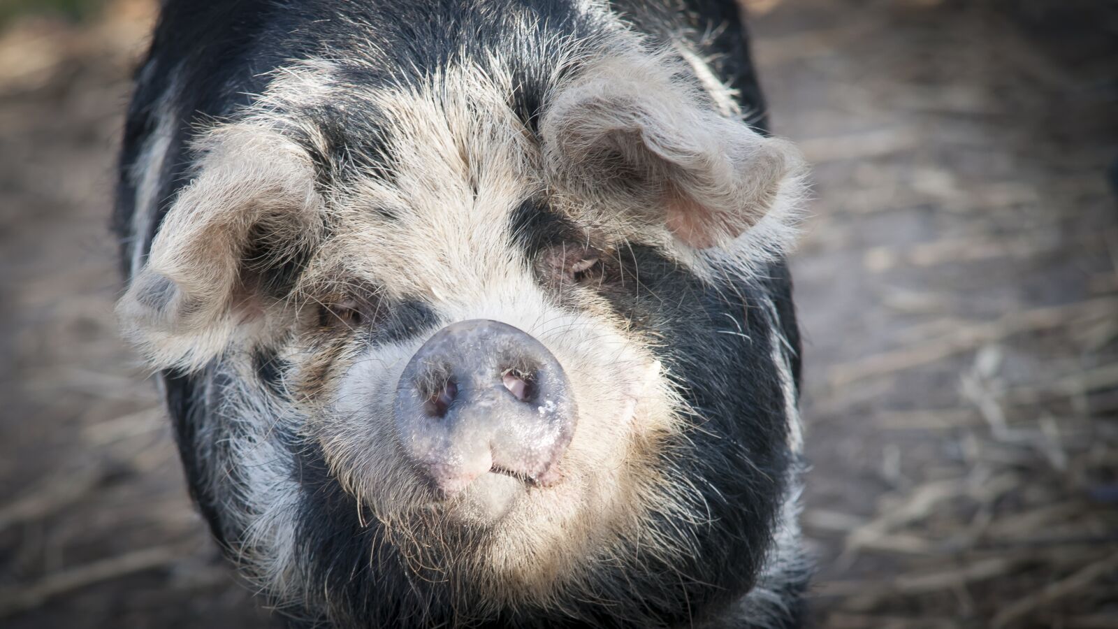 Nikon D300 sample photo. Petting, pig, nature photography