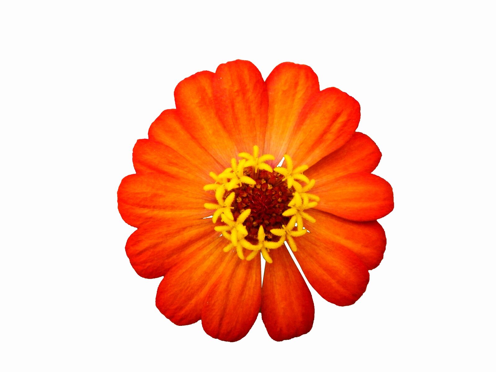 Nikon Coolpix AW110 sample photo. Flower, red, orange photography