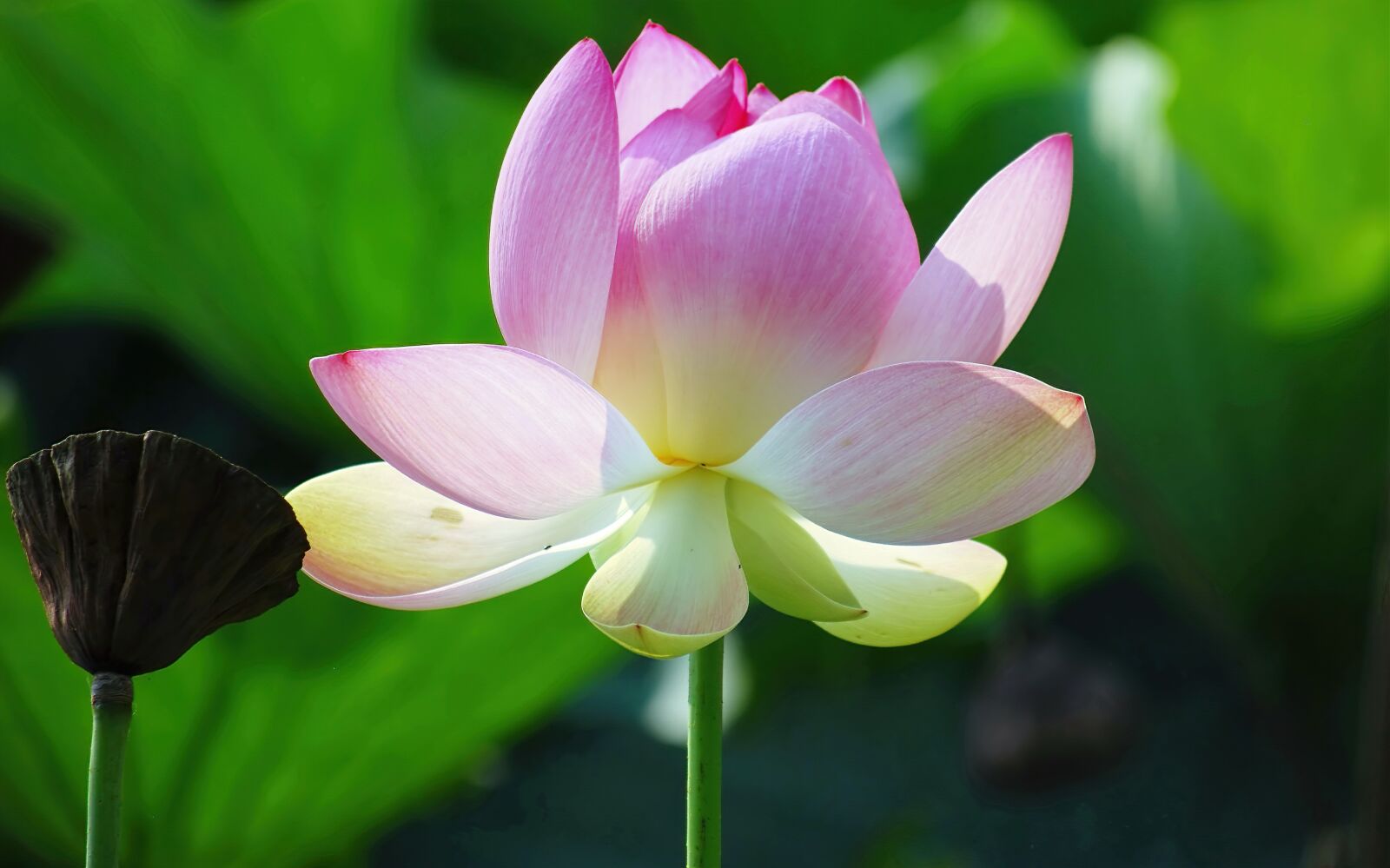Nikon D40X sample photo. Flower, lotus, petals photography
