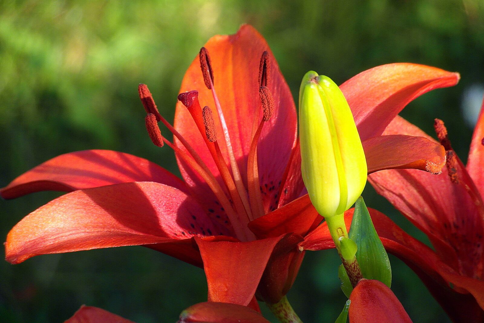 Samsung WB750 sample photo. Lily, flower, smolinosy photography