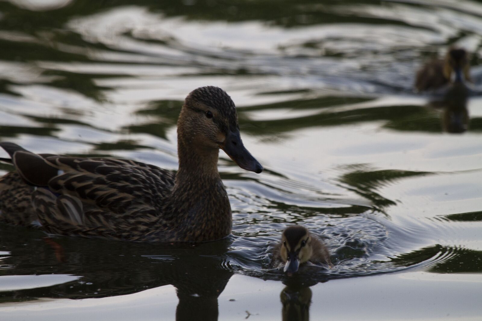 Canon EOS 7D + Canon EF 100-400mm F4.5-5.6L IS USM sample photo. Duck, lake, pond photography