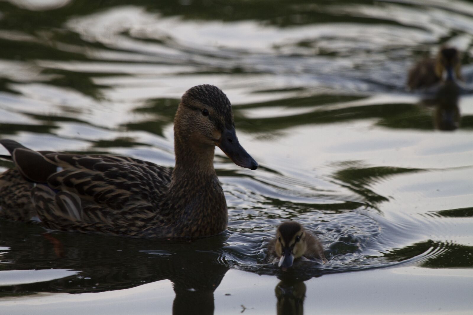 Canon EF 100-400mm F4.5-5.6L IS USM sample photo. Duck, lake, pond photography