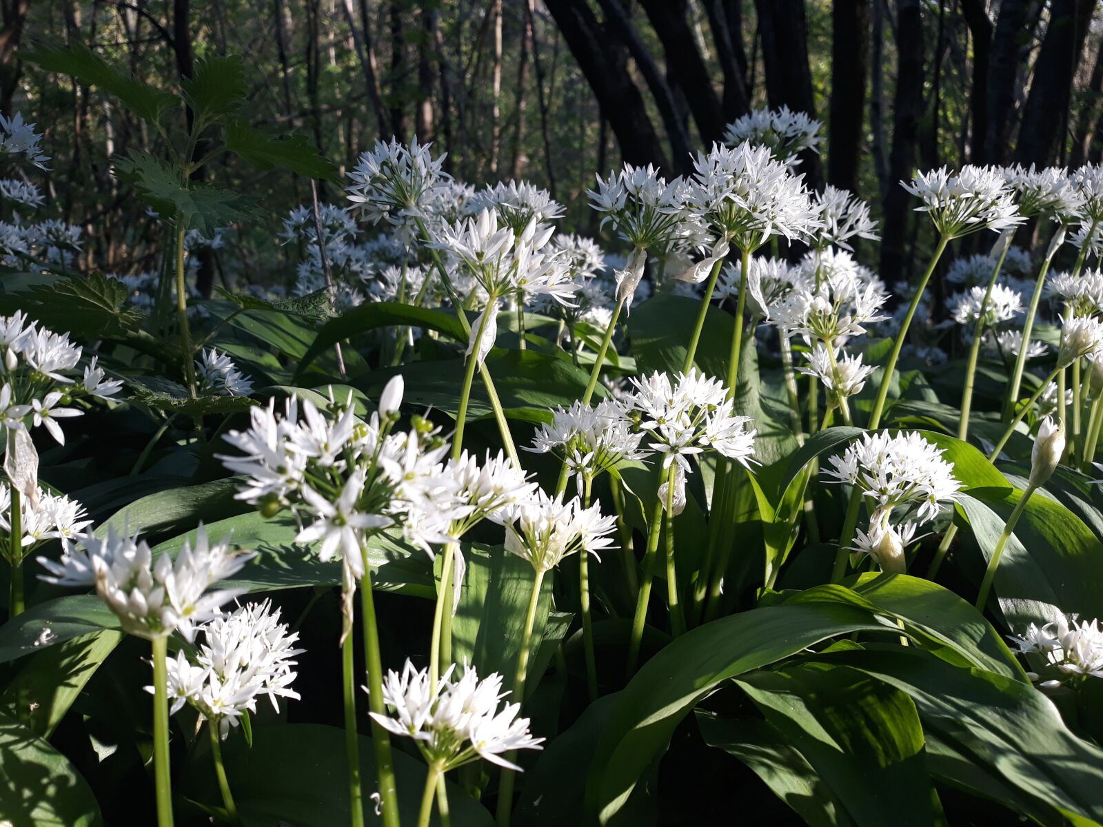 Samsung Galaxy J5 sample photo. Garlic flowers, woodland, nature photography
